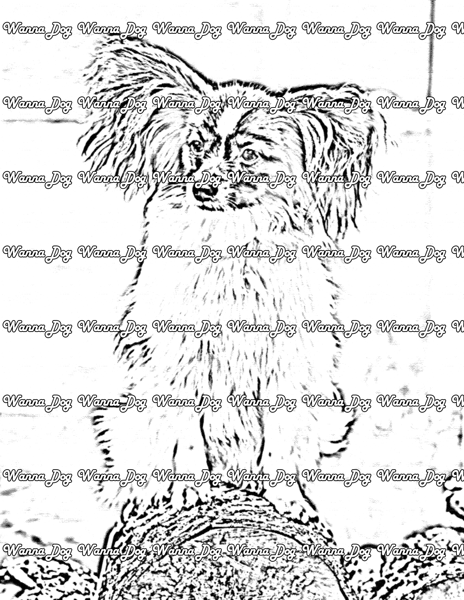 Papillon Coloring Page of a Papillon sitting on a log