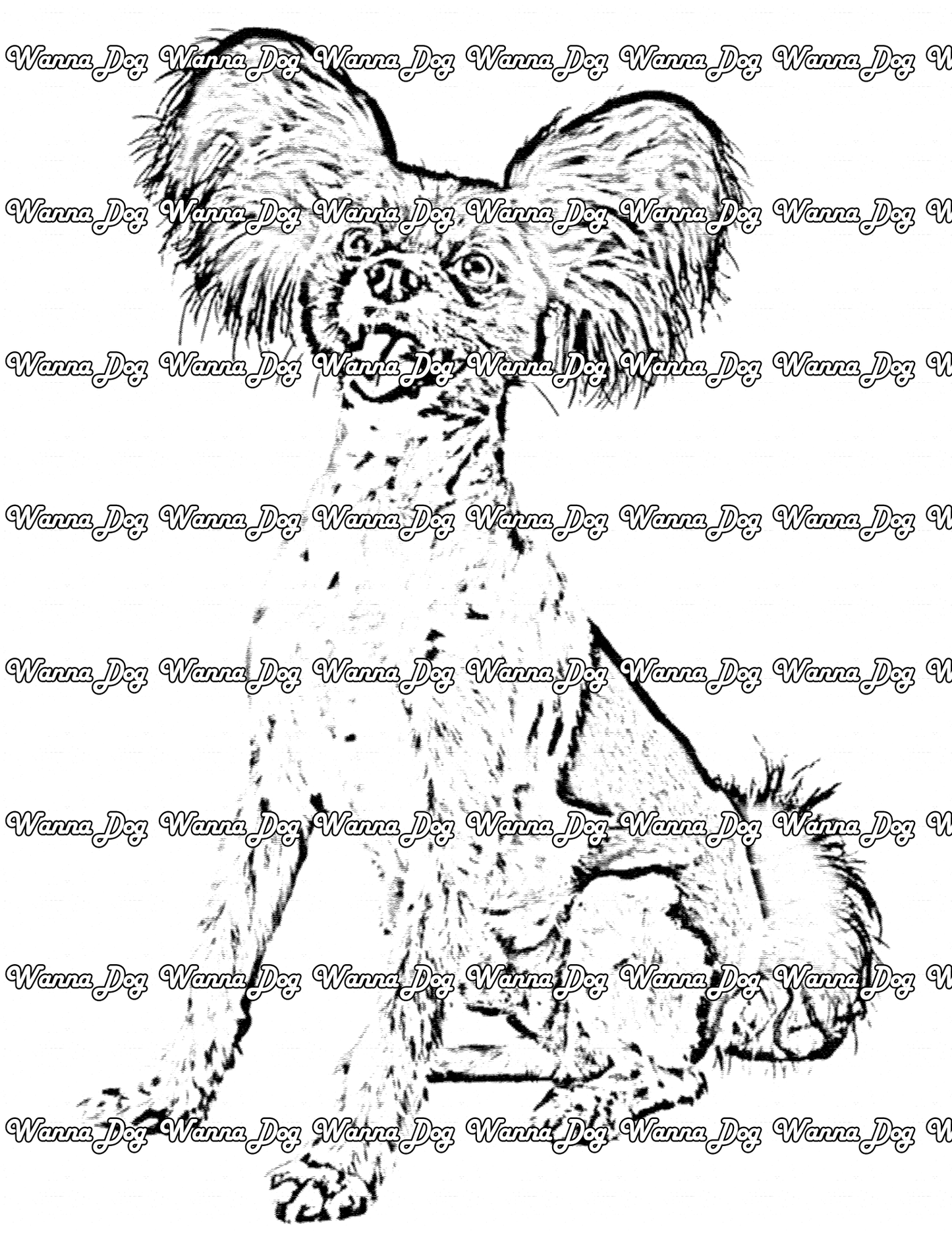 Papillon Coloring Page of a Papillon with their ears up and tongue out