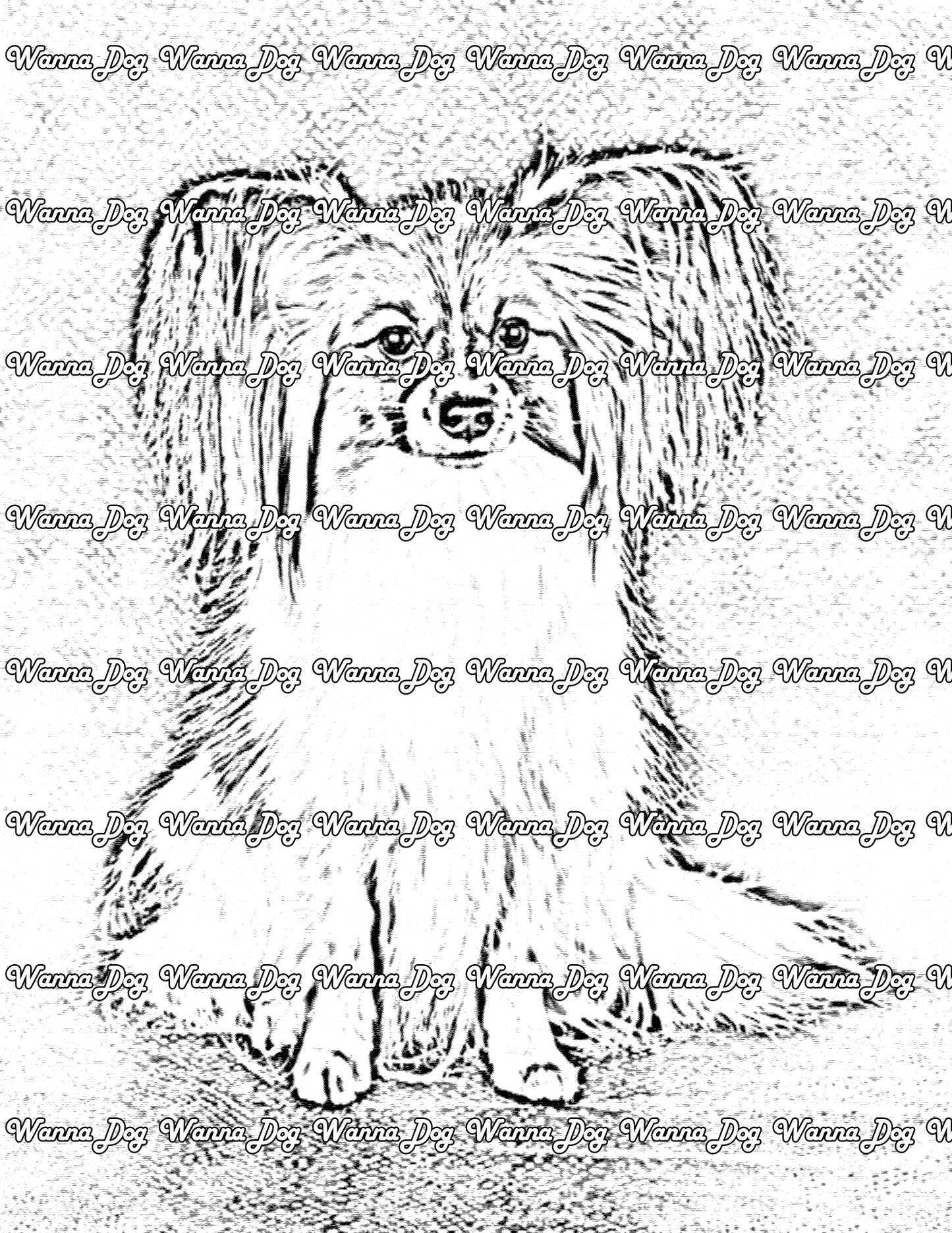 Papillon Coloring Page of a Papillon sitting and posing