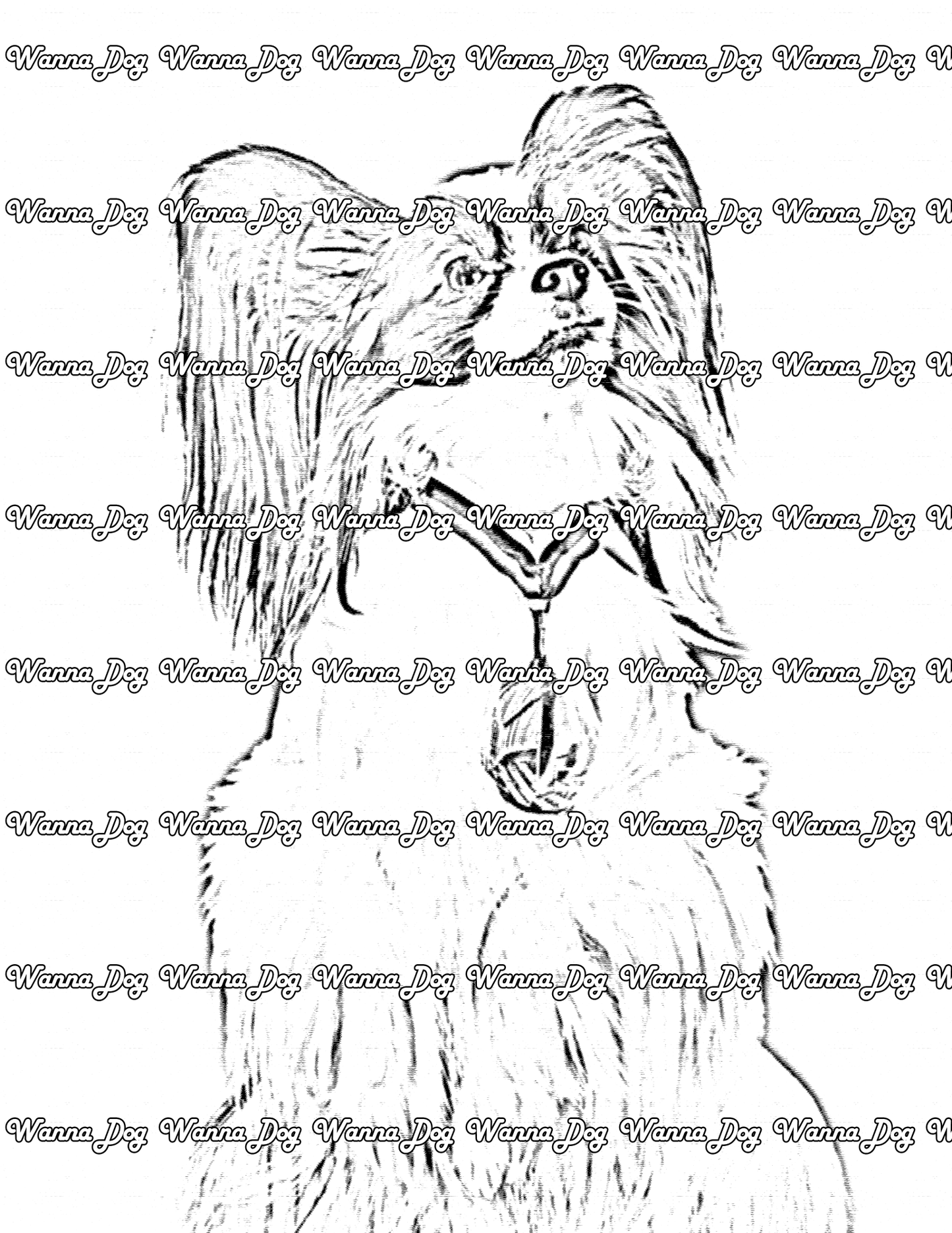 Papillon Coloring Page of a Papillon wearing a medal