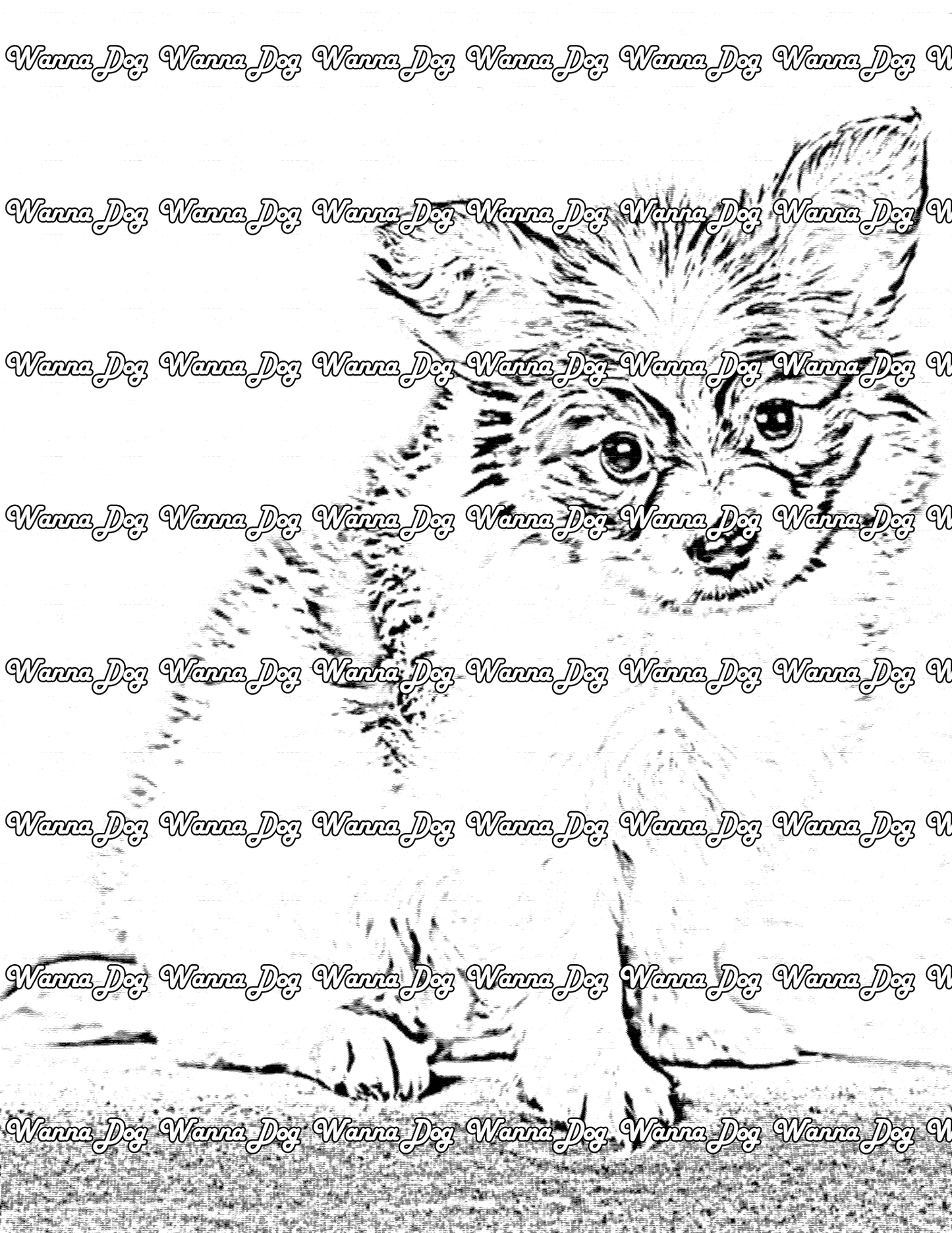 Papillon Coloring Page of a Papillon sitting