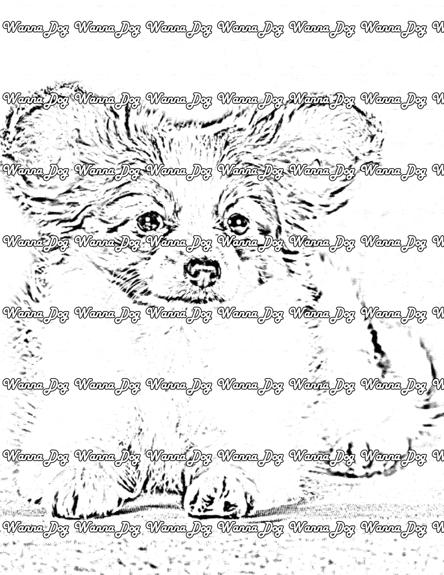 Papillon Coloring Page of a Papillon laying down