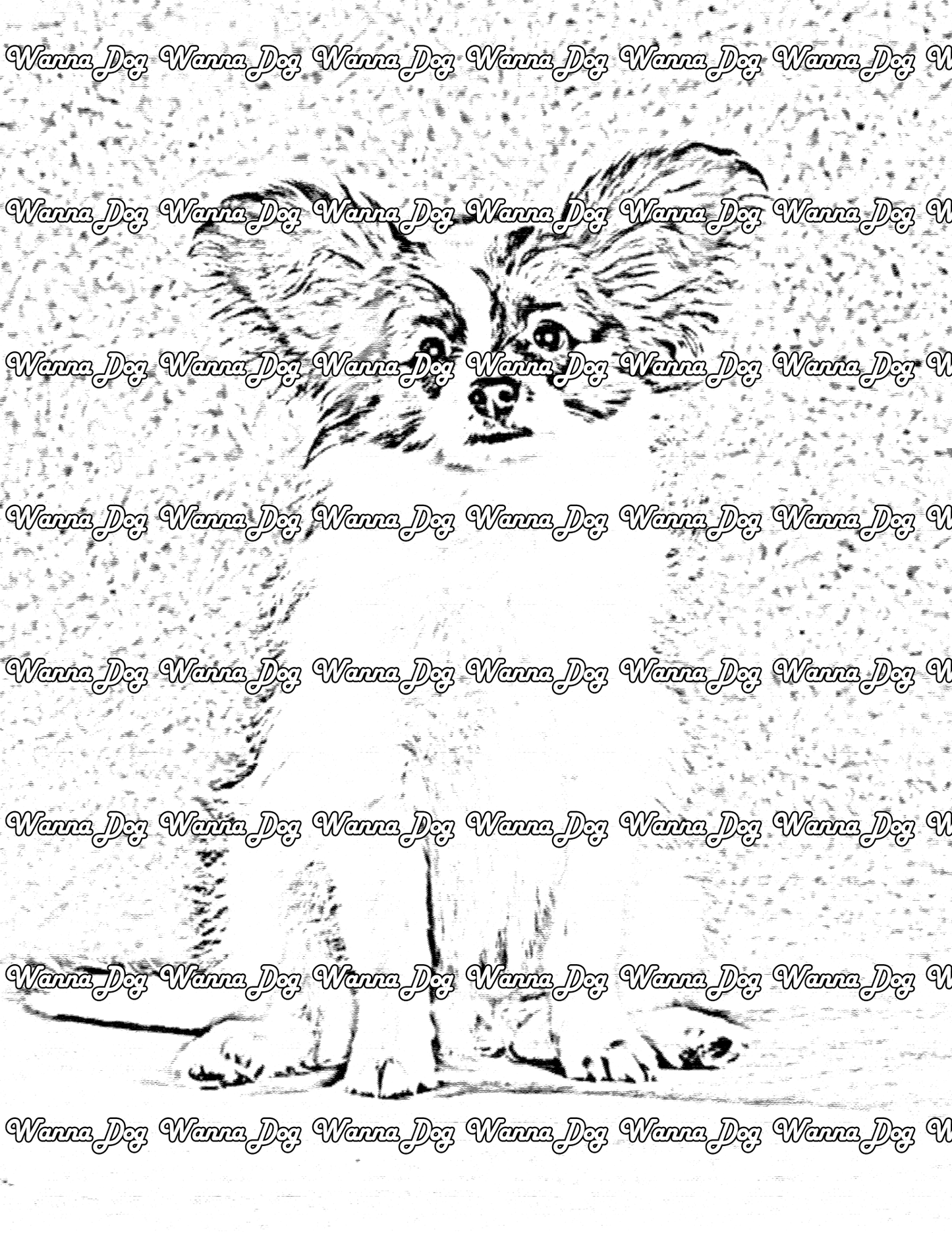 Papillon Coloring Page of a Papillon sitting in the studio