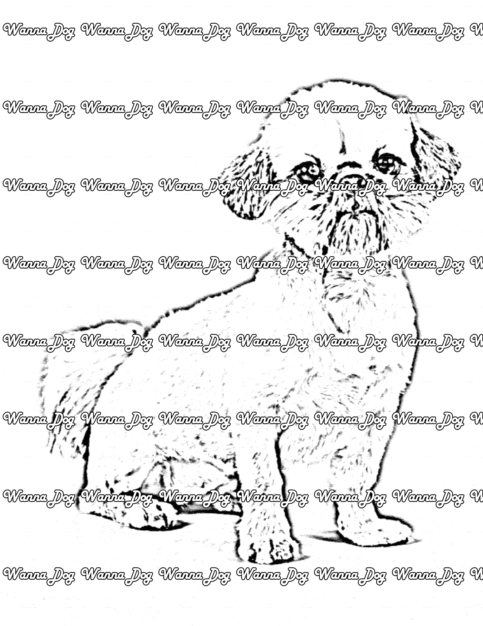 Pekingese Coloring Page of a Pekingese sitting and looking at the camera
