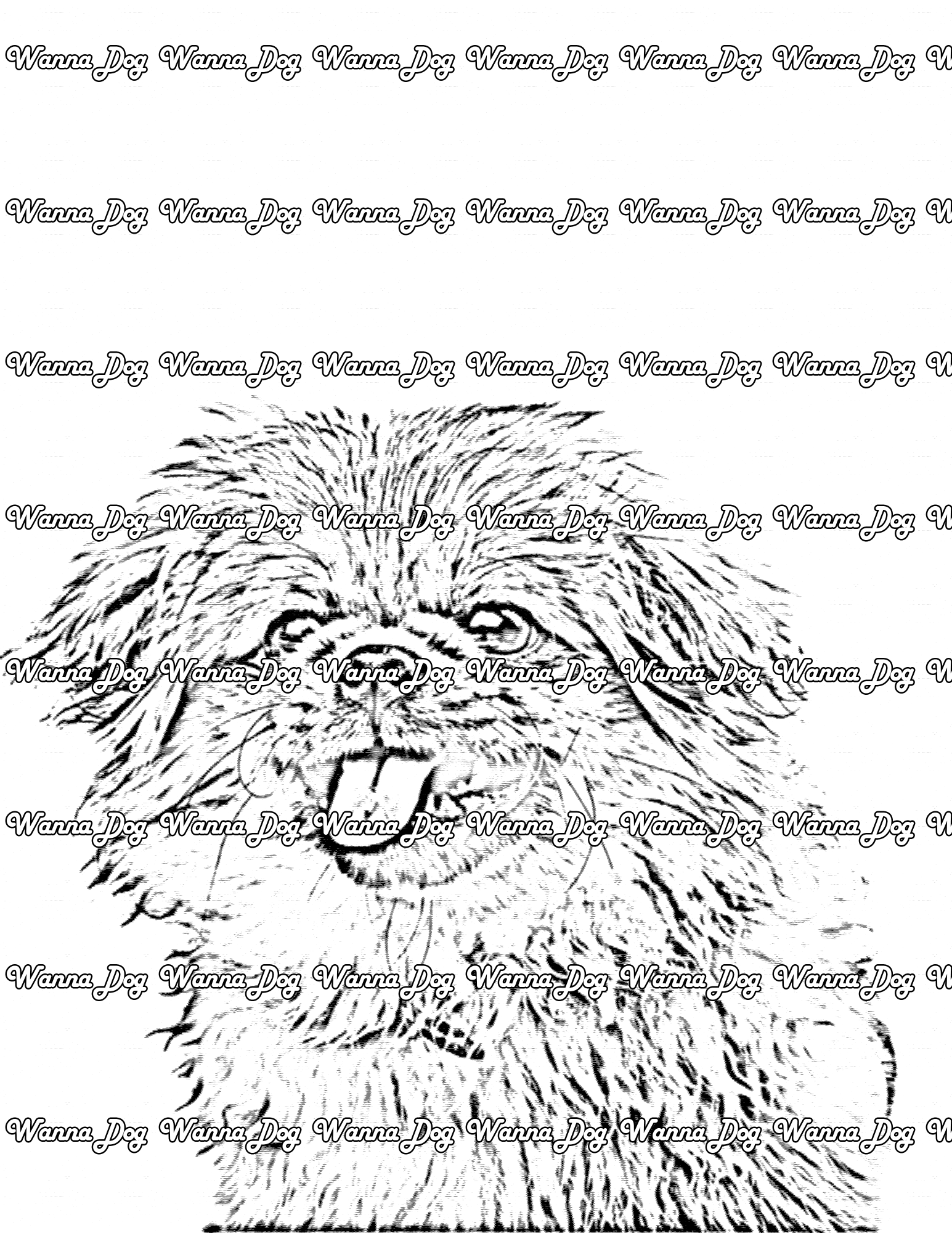 Pekingese Coloring Page of a Pekingese close up with their tongue out