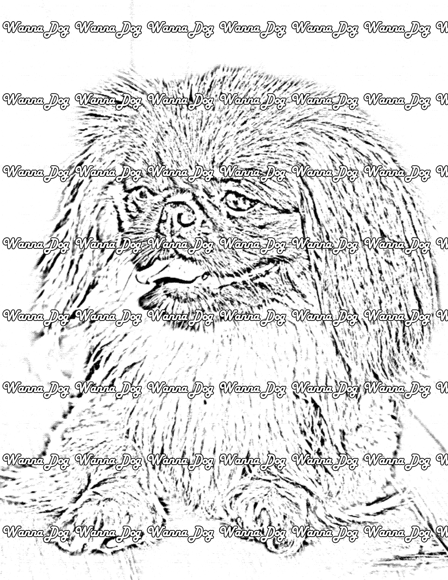Pekingese Coloring Page of a Pekingese laying down, looking away from the camera, and tongue out