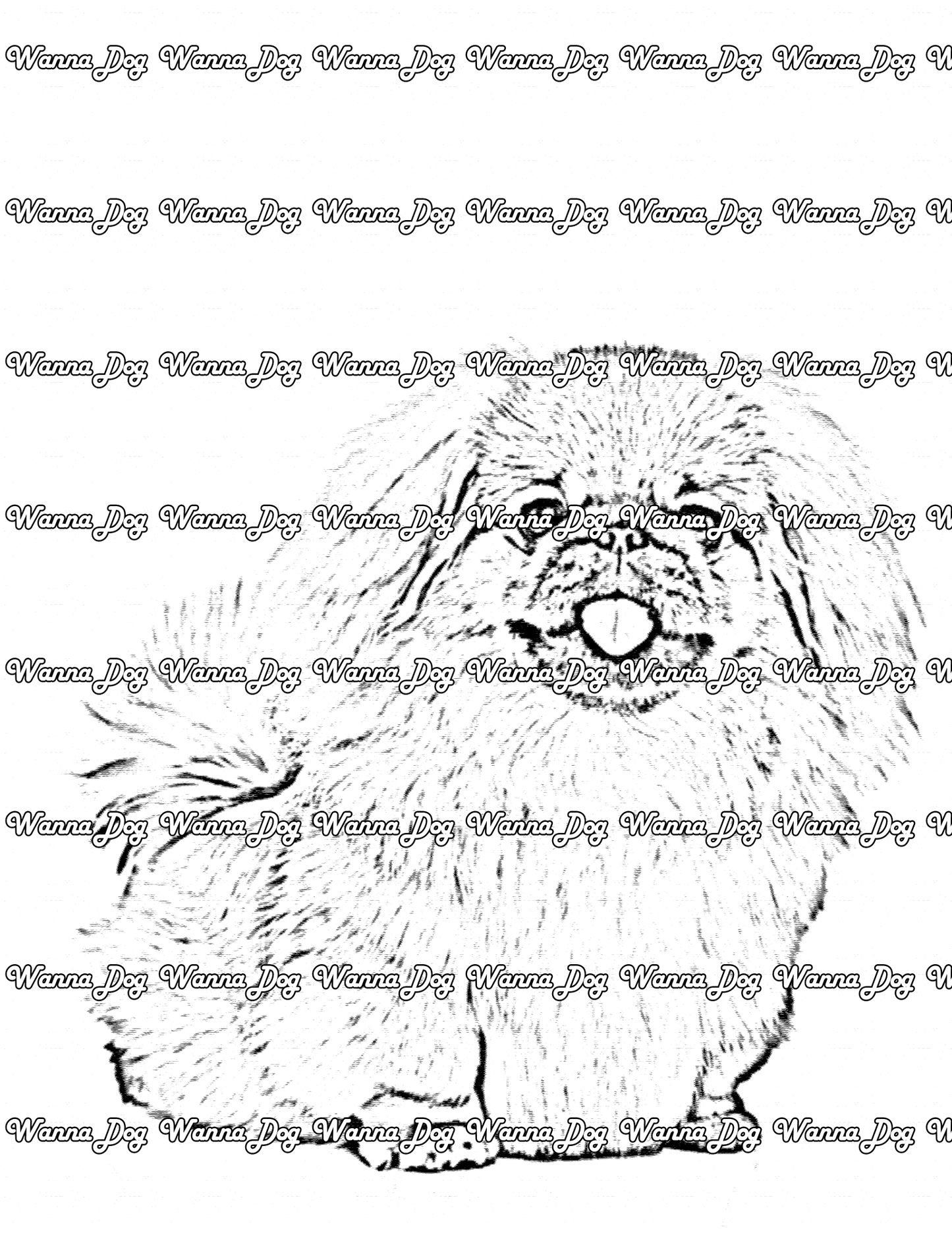 Pekingese Coloring Page of a Pekingese posing, sitting, with their tongue out