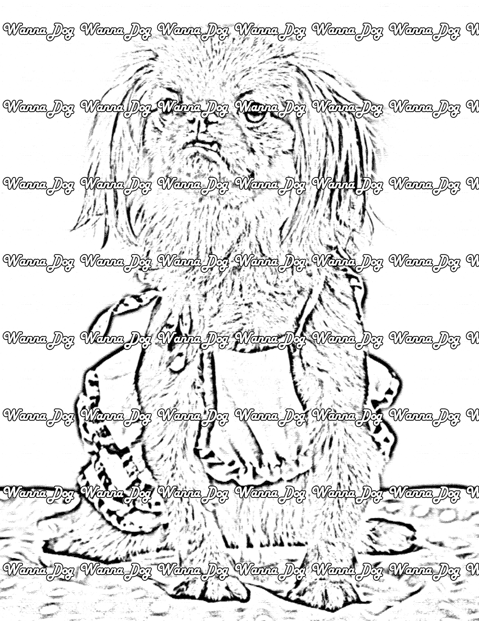 Pekingese Coloring Page of a Pekingese wearing clothes