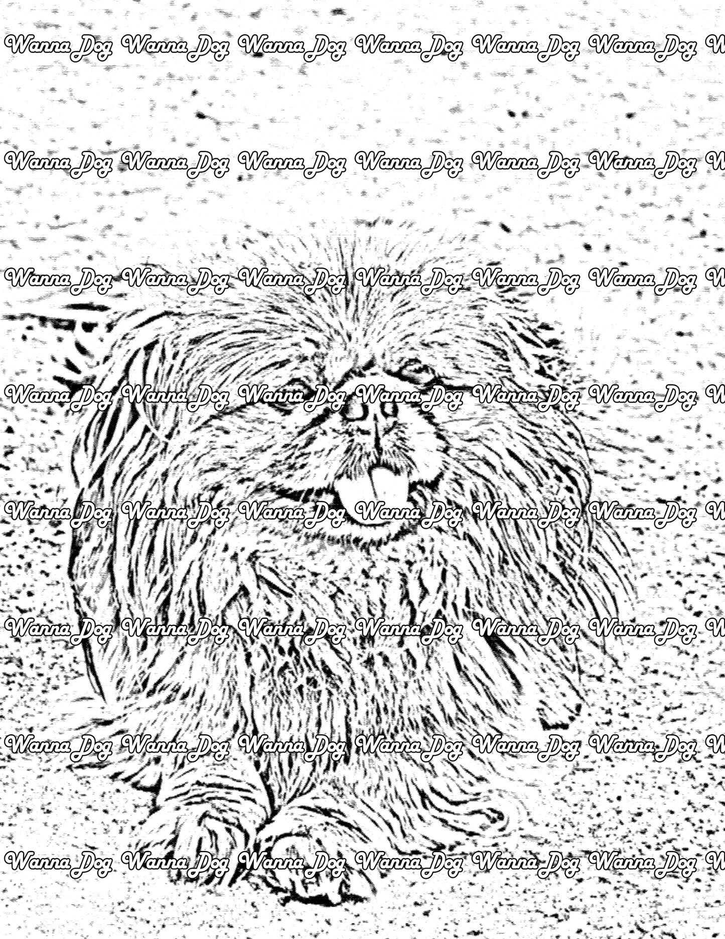 Pekingese Coloring Page of a Pekingese laying down with their tongue out