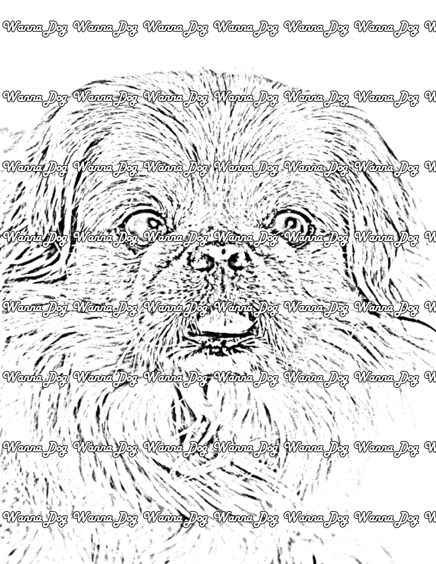 Pekingese Coloring Page of a Pekingese close up with their tongue out