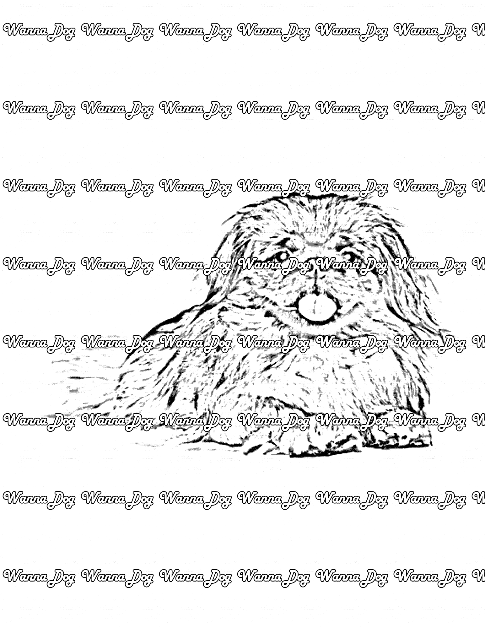 Pekingese Coloring Page of a Pekingese laying down and posing