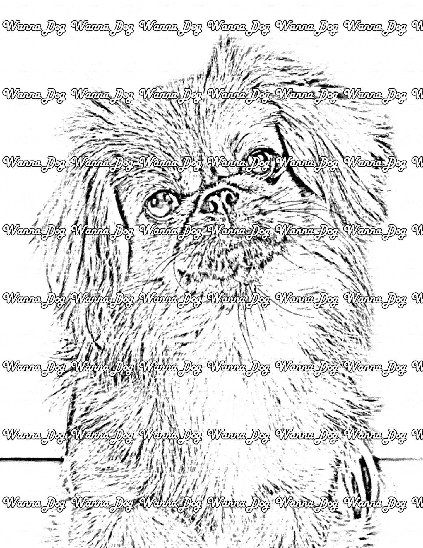 Pekingese Coloring Page of a Pekingese posing with their head tilted