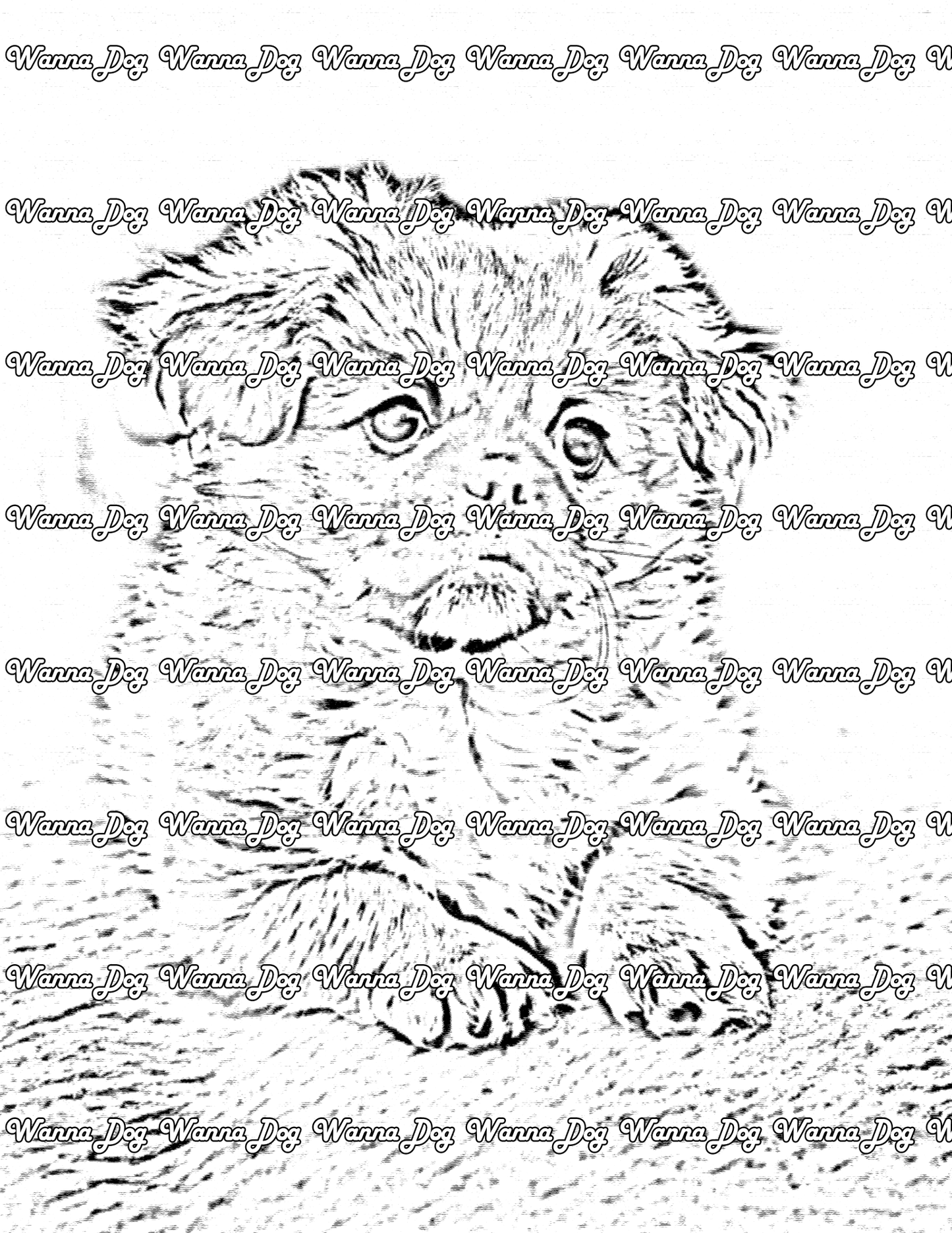 Pekingese Coloring Page of a Pekingese looking away from the camera