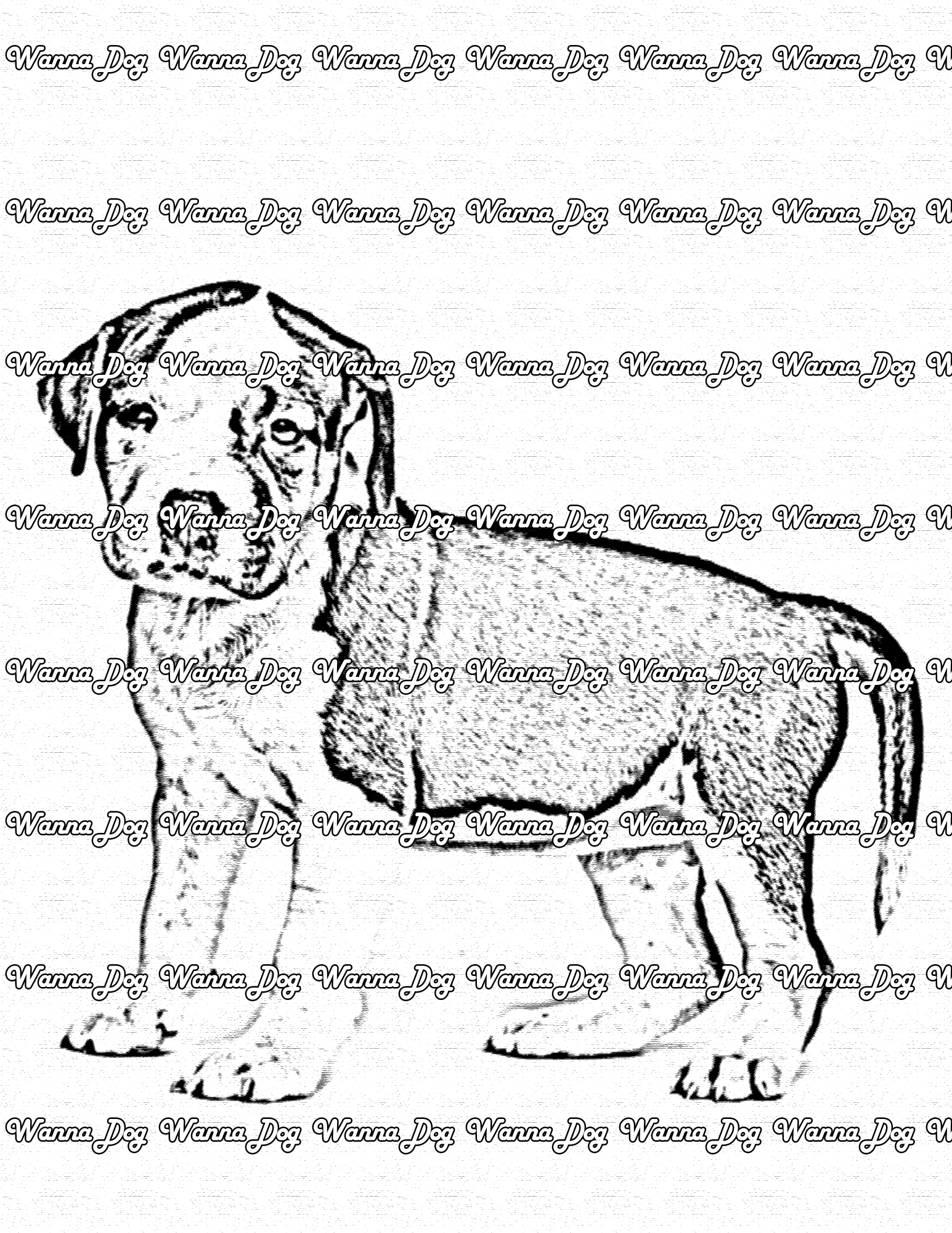 Pitbull Puppy Coloring Page of a Pitbull Puppy standing