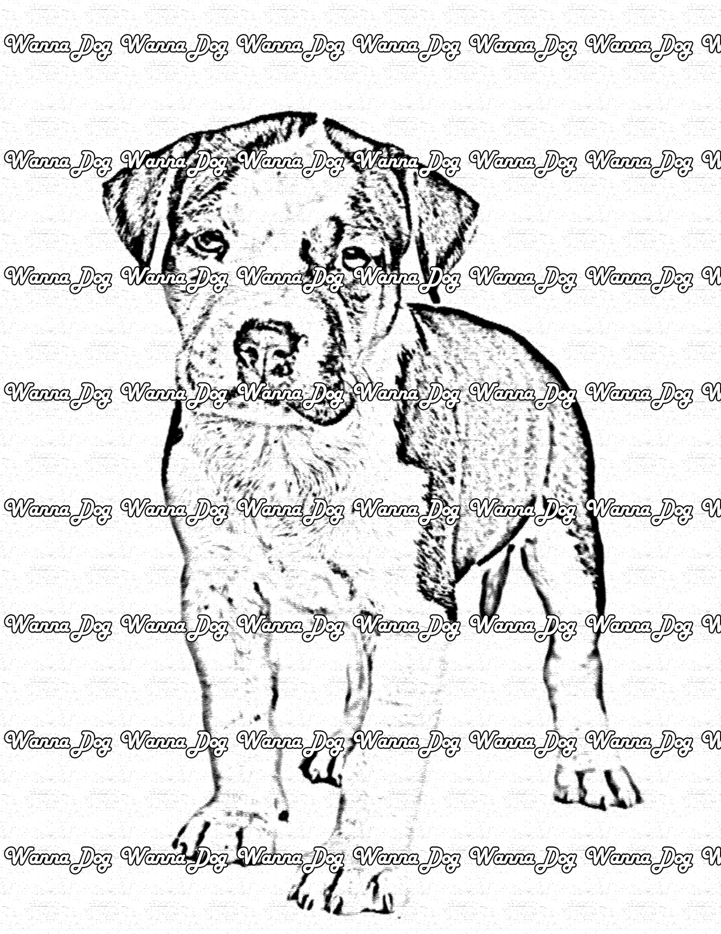 Pitbull Puppy Coloring Page of a Pitbull Puppy standing and looking at the camera
