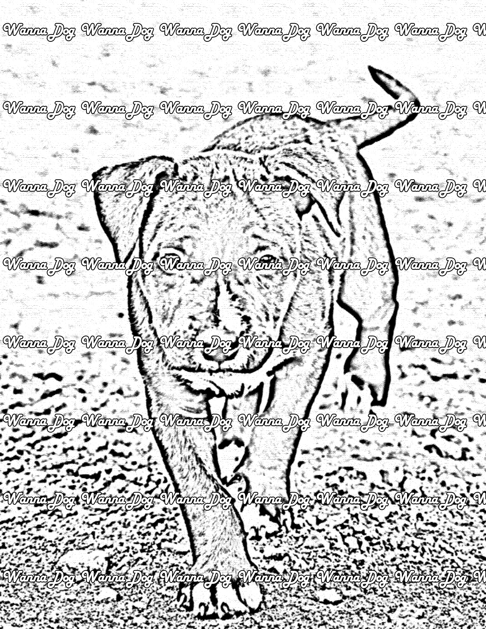 Pitbull Puppy Coloring Page of a Pitbull Puppy walking