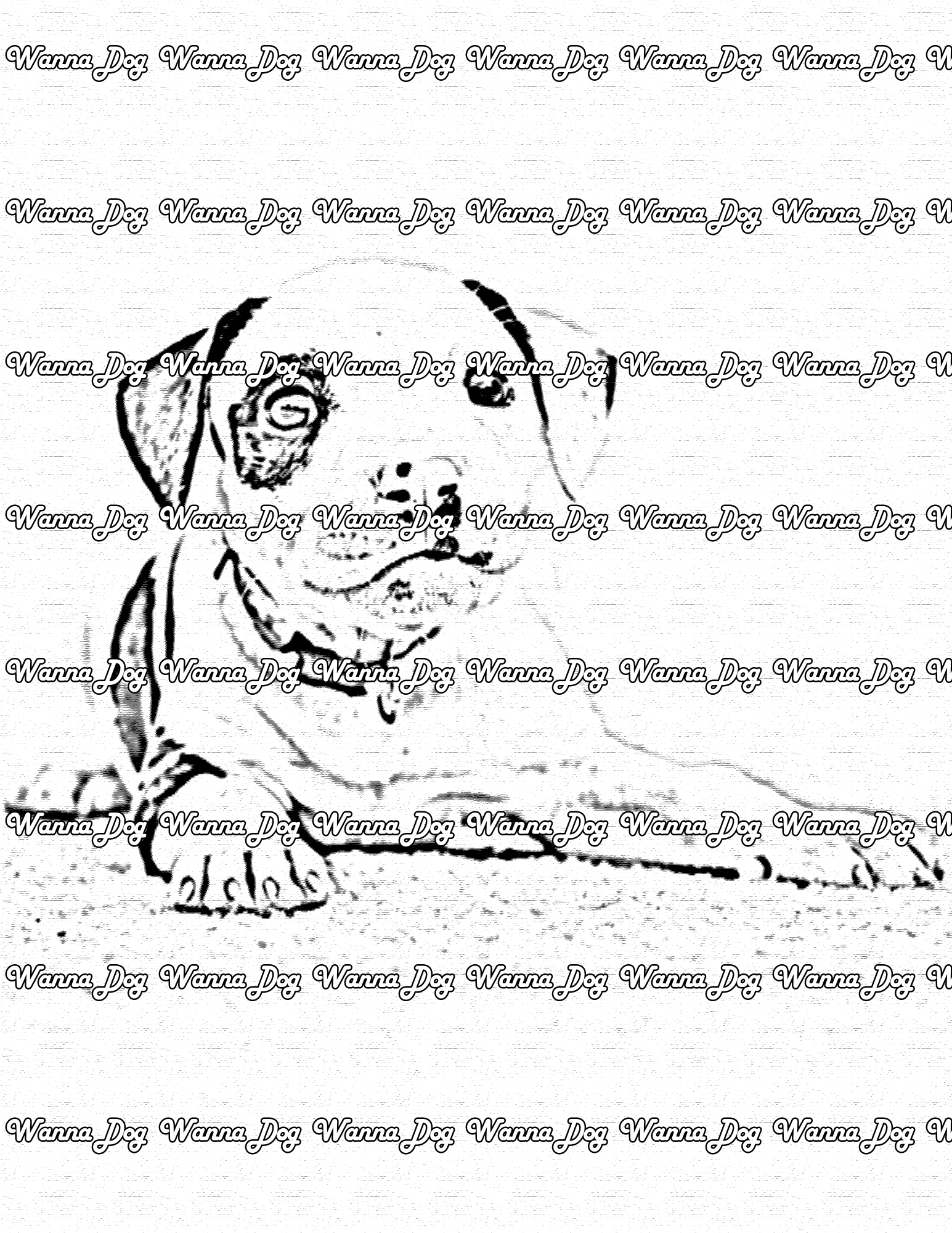 Pitbull Puppy Coloring Page of a Pitbull Puppy laying down