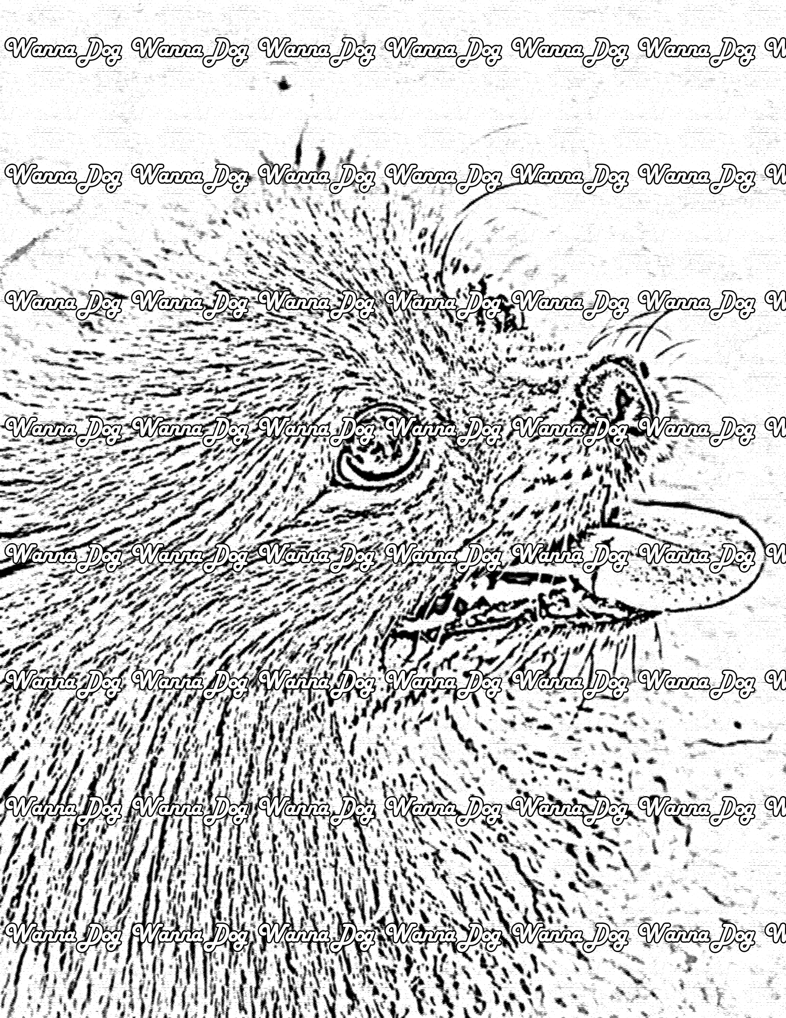Pomeranian Coloring Page of a close up of a Pomeranian with their tongue out