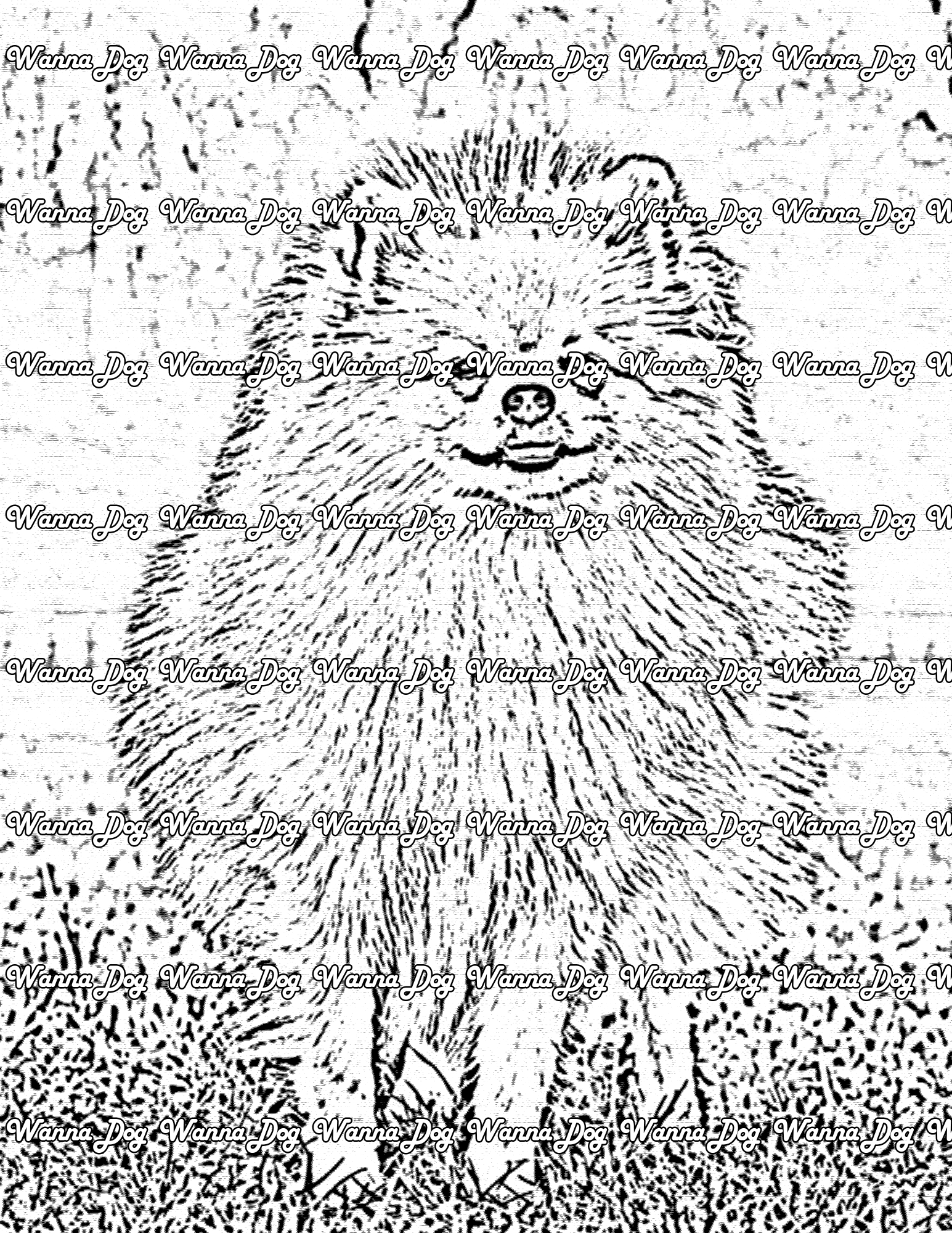Pomeranian Coloring Page of a Pomeranian standing in grass