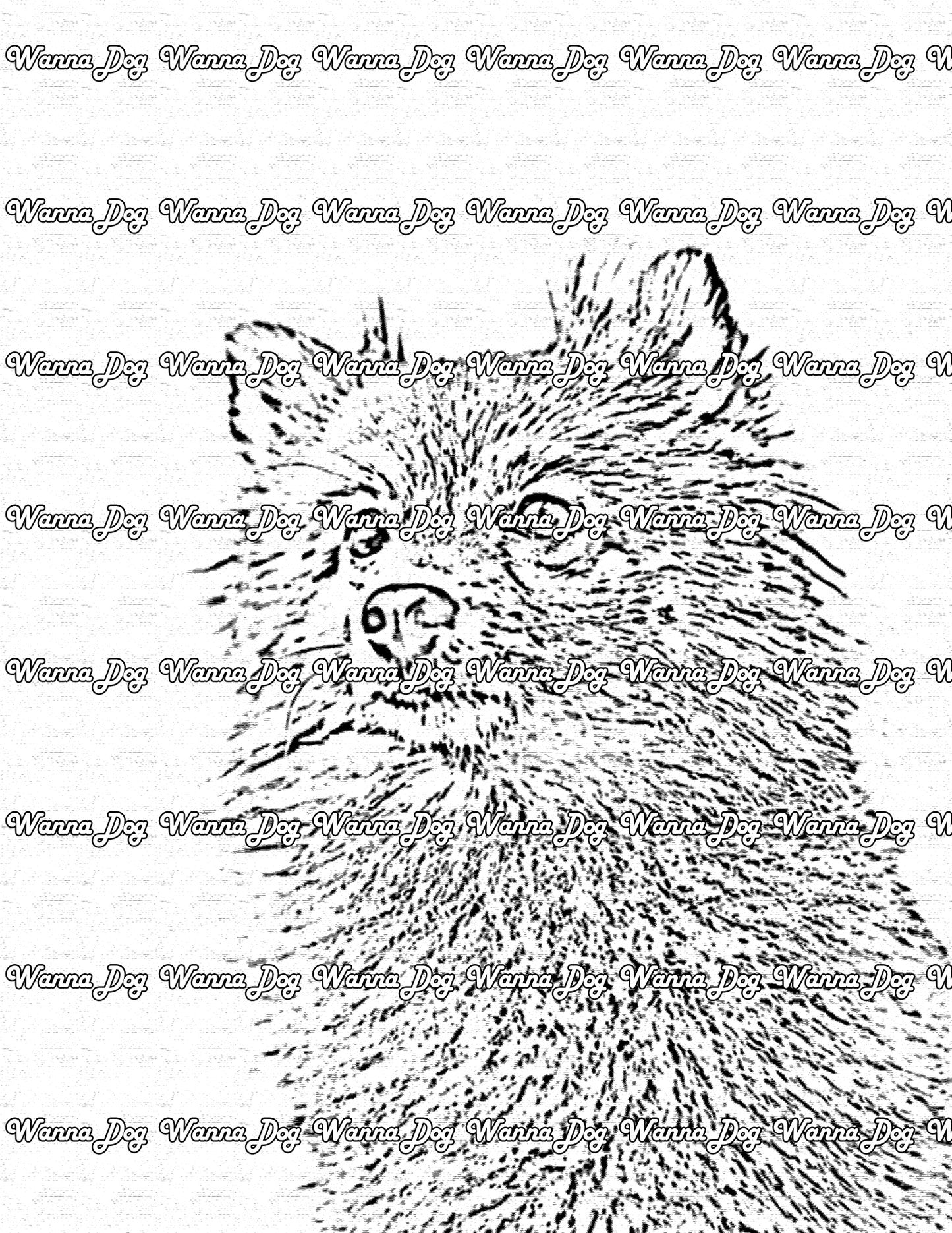 Pomeranian Coloring Page of a Pomeranian staring off into the distance