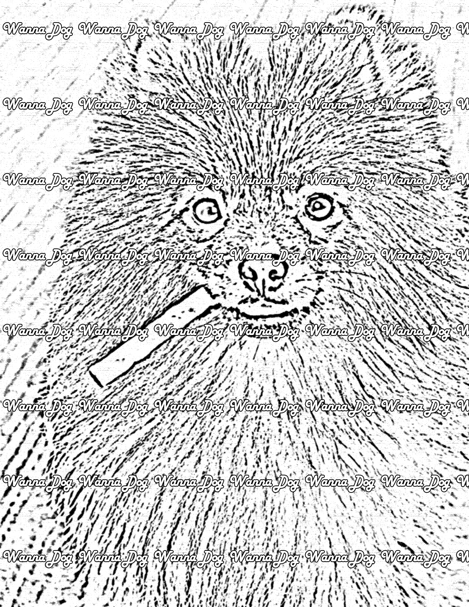 Pomeranian Coloring Page of a Pomeranian staring into the camera