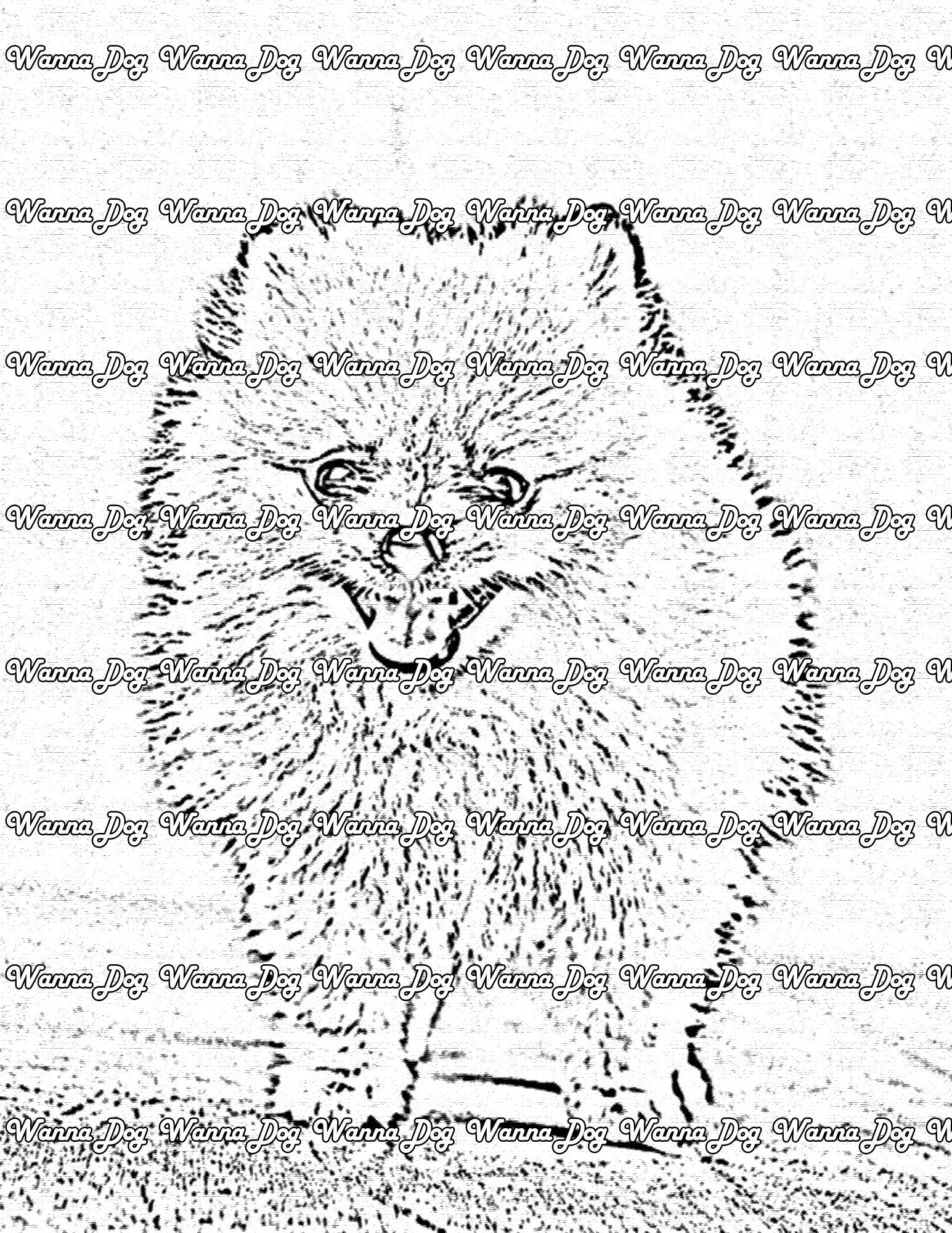 Pomeranian Coloring Page of a Pomeranian with their tongue out