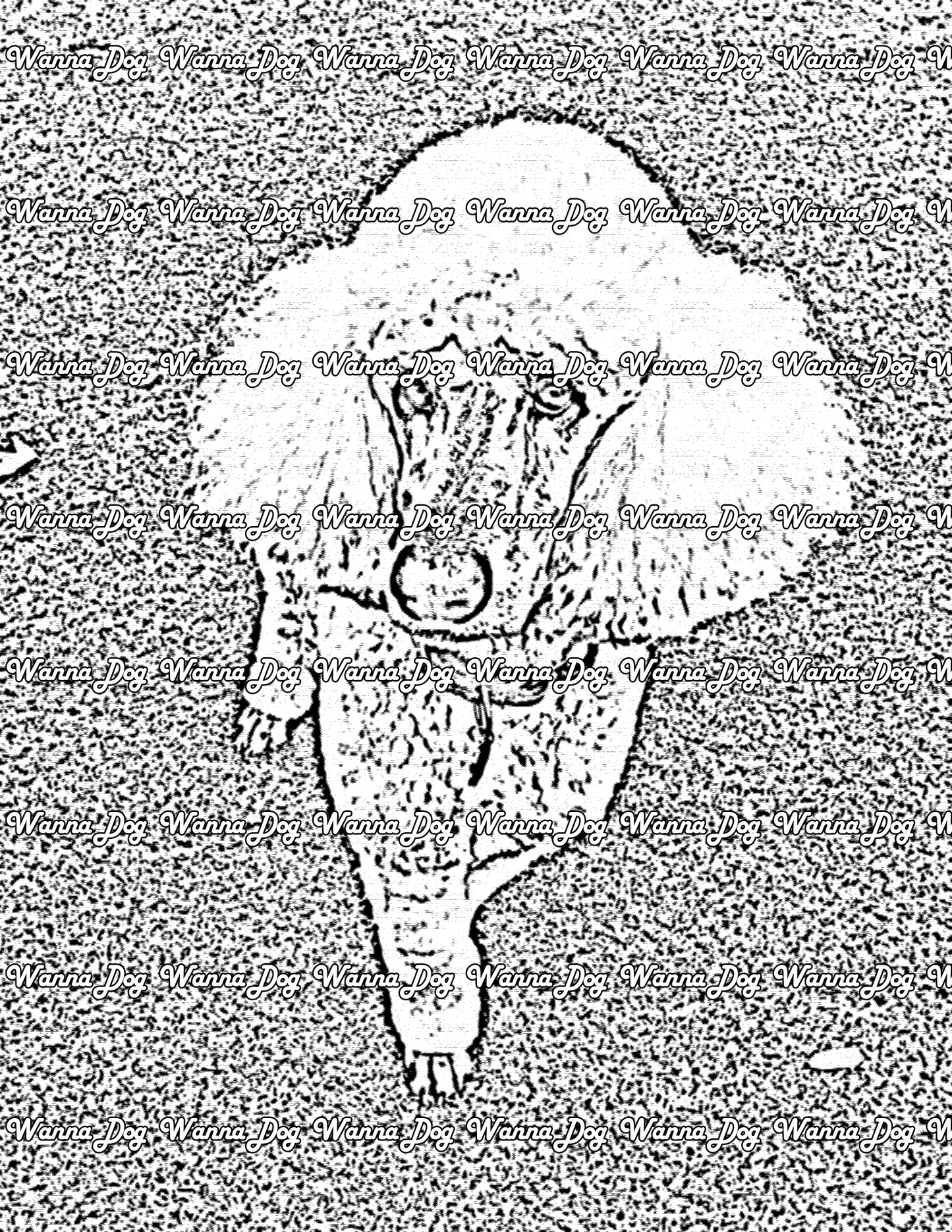 Poodle Coloring Page of a Poodle standing on grass