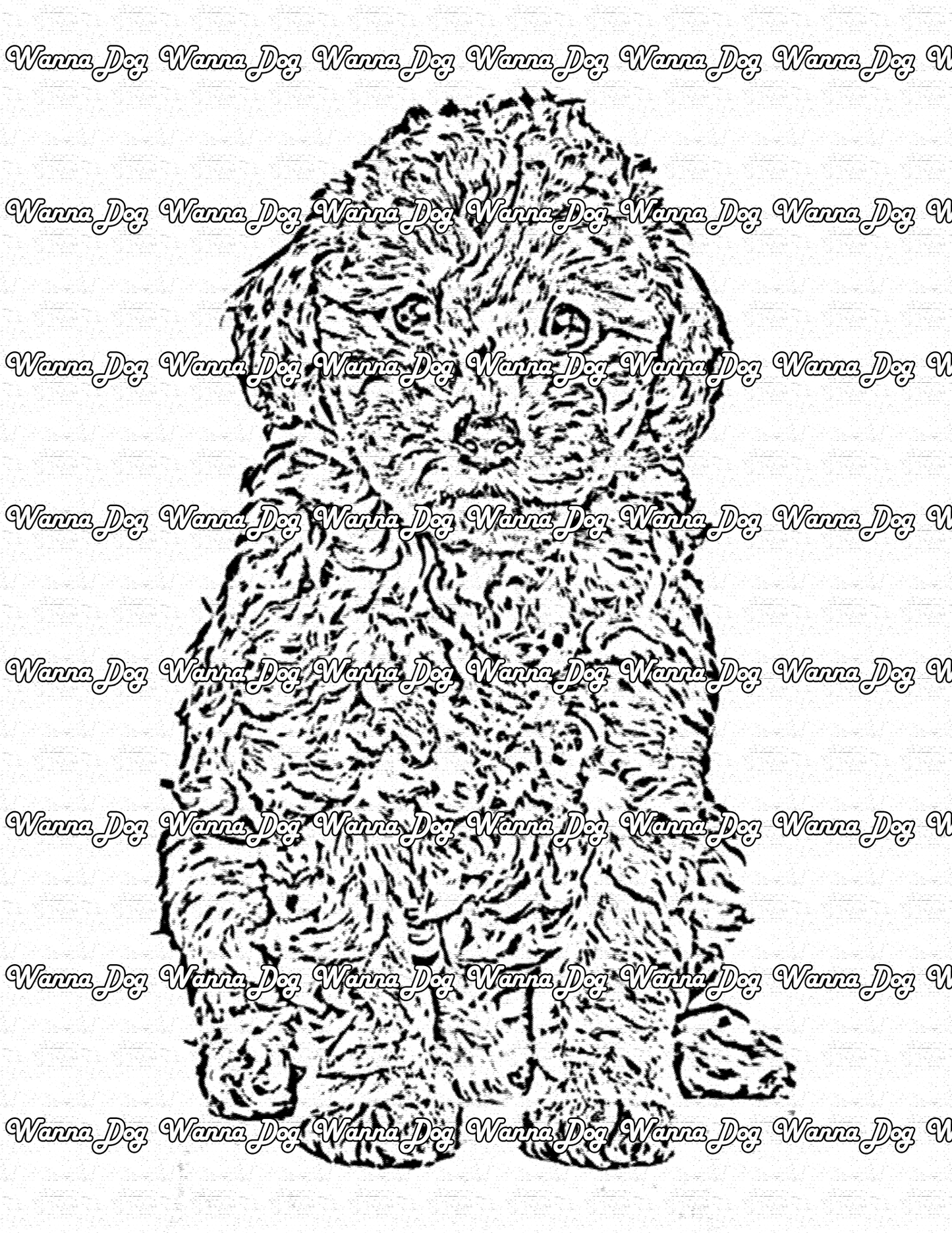 Poodle Coloring Page of a Poodle looking into the camera