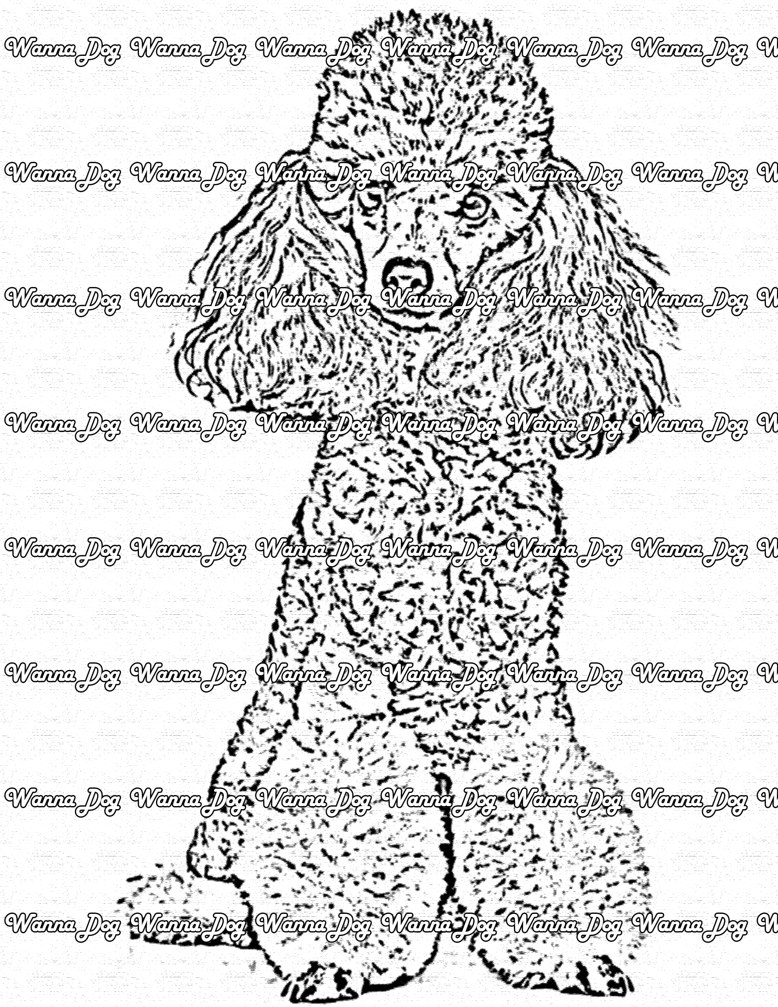Poodle Coloring Page of a gray Poodle posing for the camera