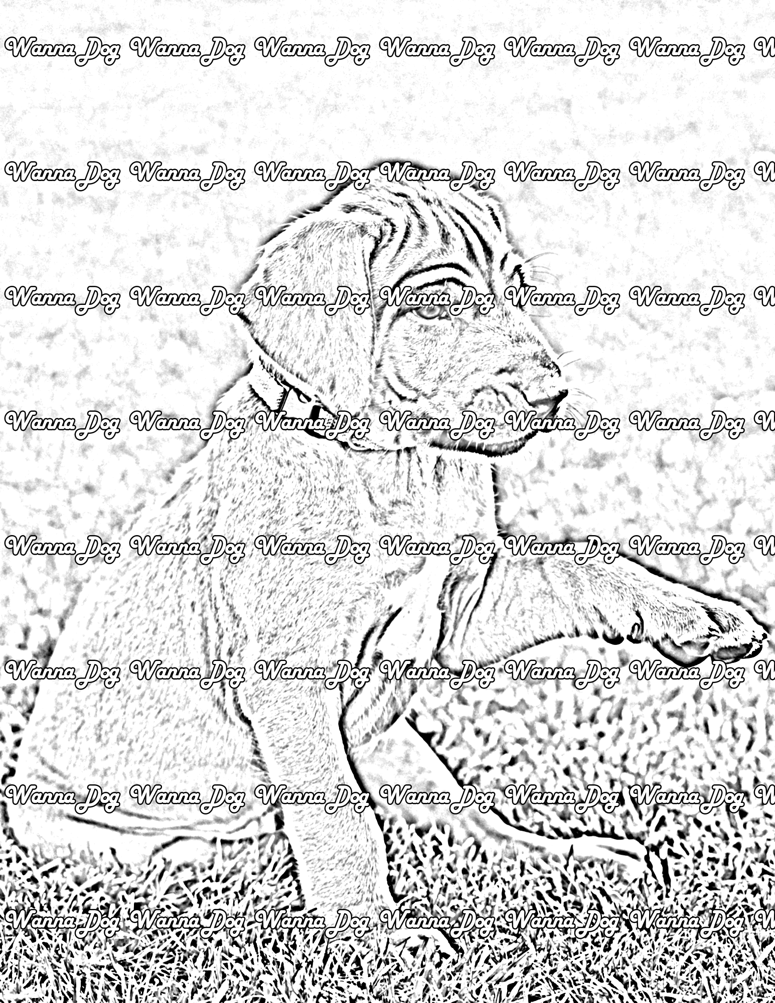 Rhodesian Ridgeback Coloring Page of a Rhodesian Ridgeback puppy waiting for you to shake their paw