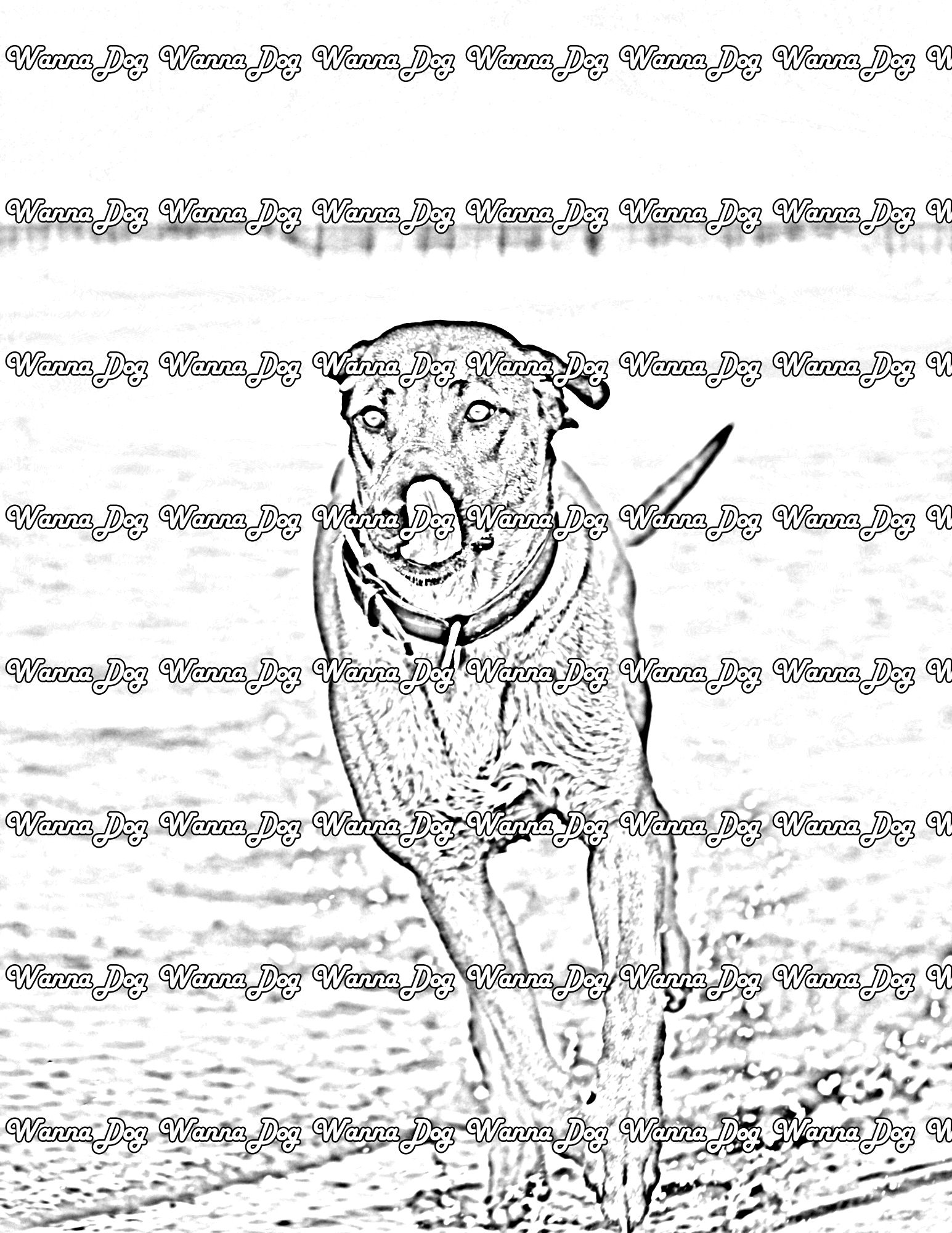 Rhodesian Ridgeback Coloring Page of a Rhodesian Ridgeback running on a beach with their tongue out