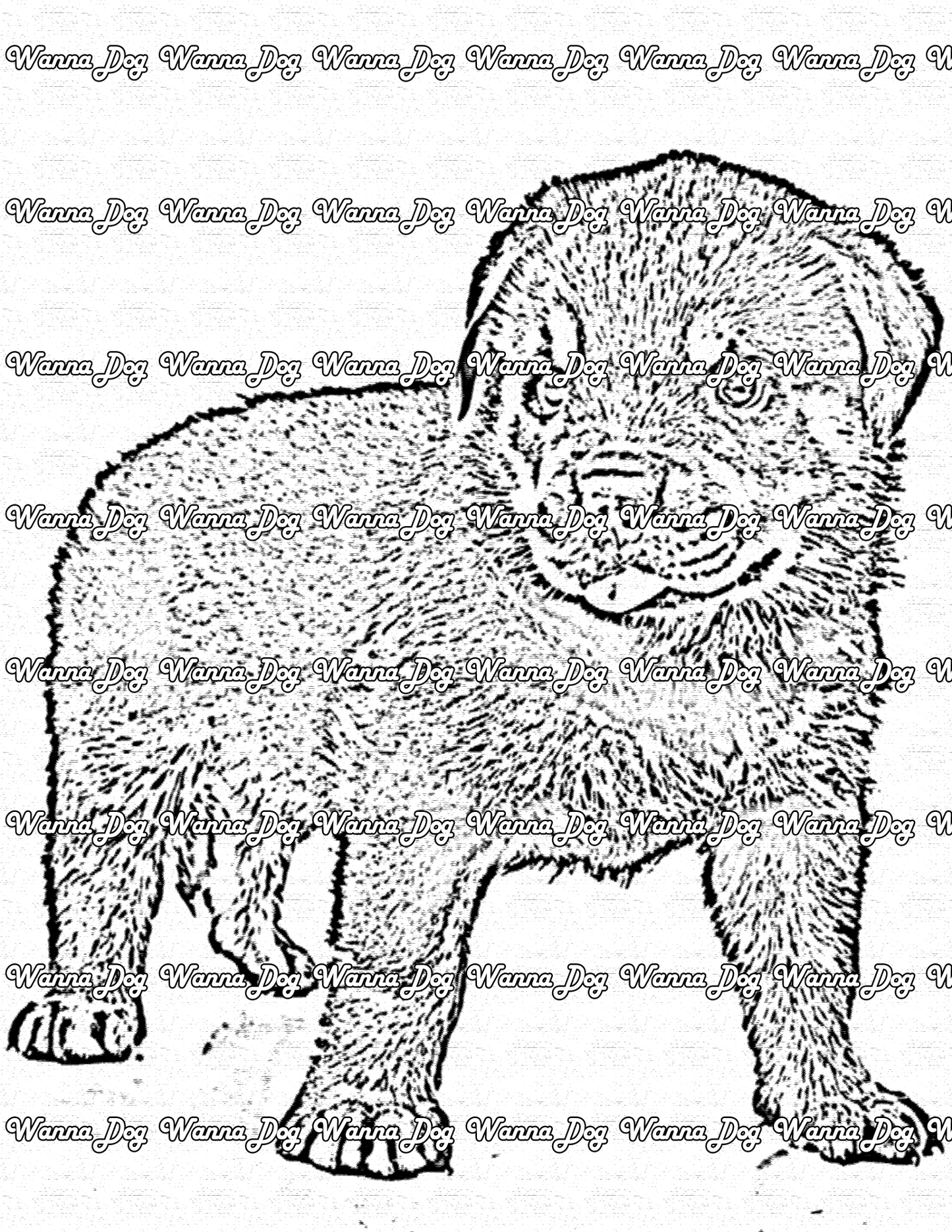 Rottweiler Coloring Page of a Rottweiler puppy standing