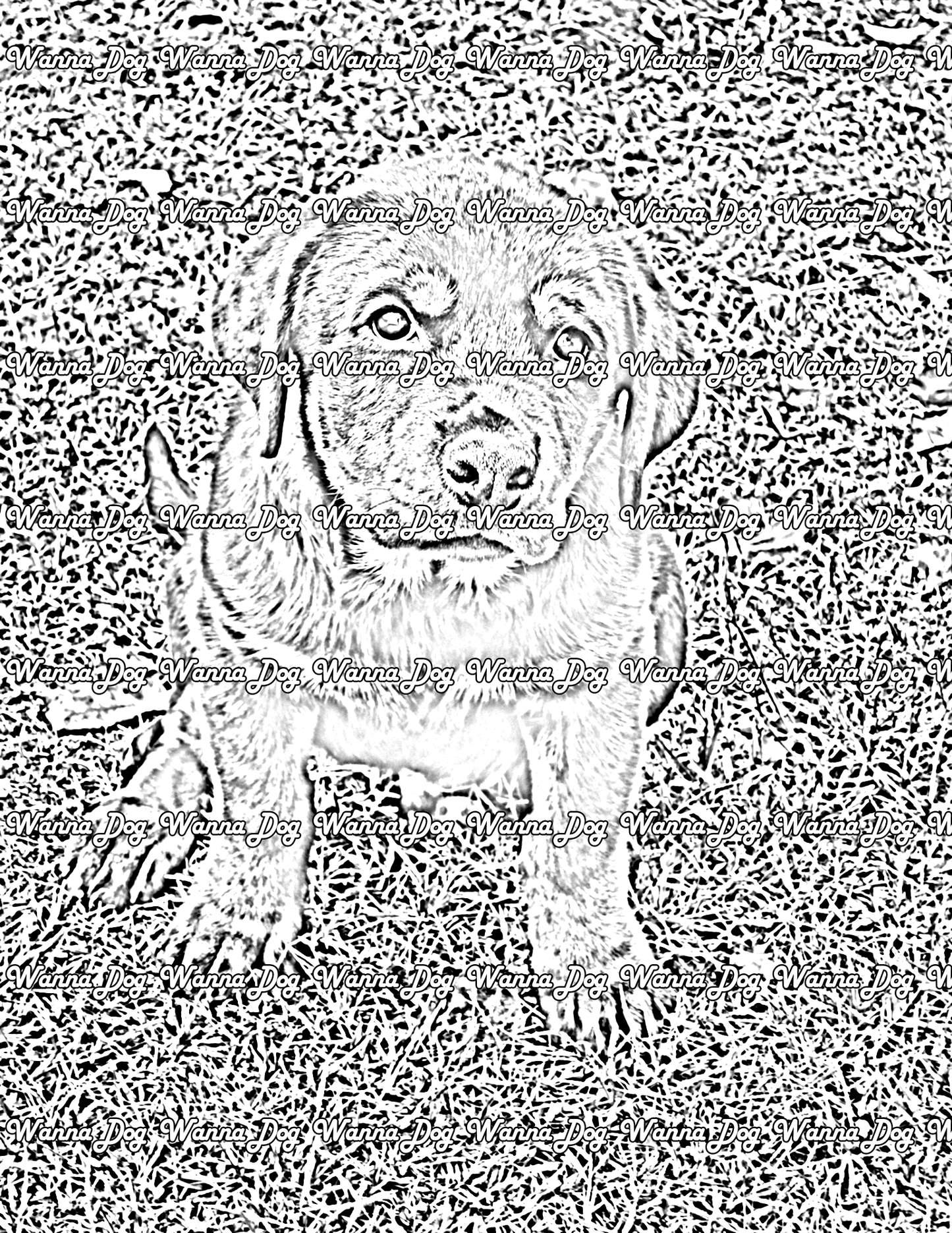 Rottweiler Puppy Coloring Page of a Rottweiler Puppy outside and looking up at the camera