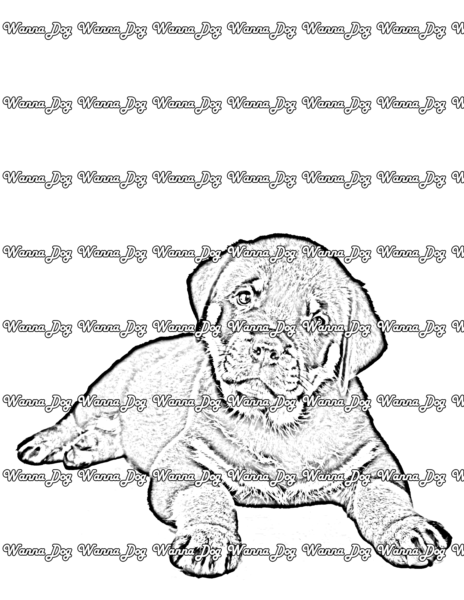 Rottweiler Puppy Coloring Page of a Rottweiler Puppy looking at the camera