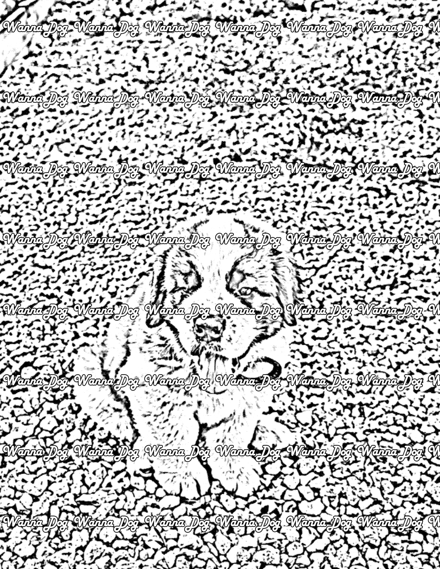 Saint Bernard Coloring Page of a Saint Bernard with their tongue out above the camera