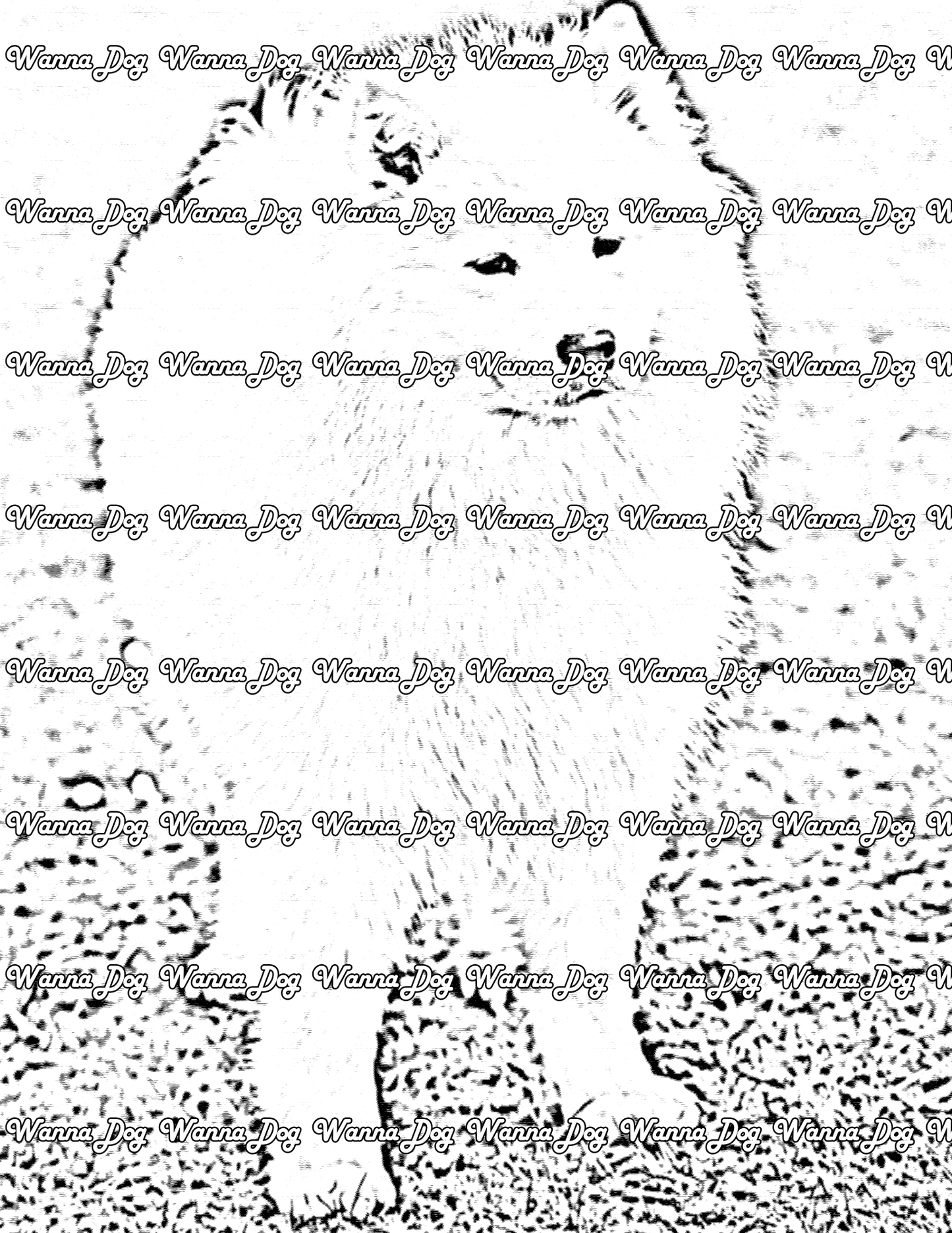 Samoyed Coloring Page of a Samoyed standing in the grass at the park