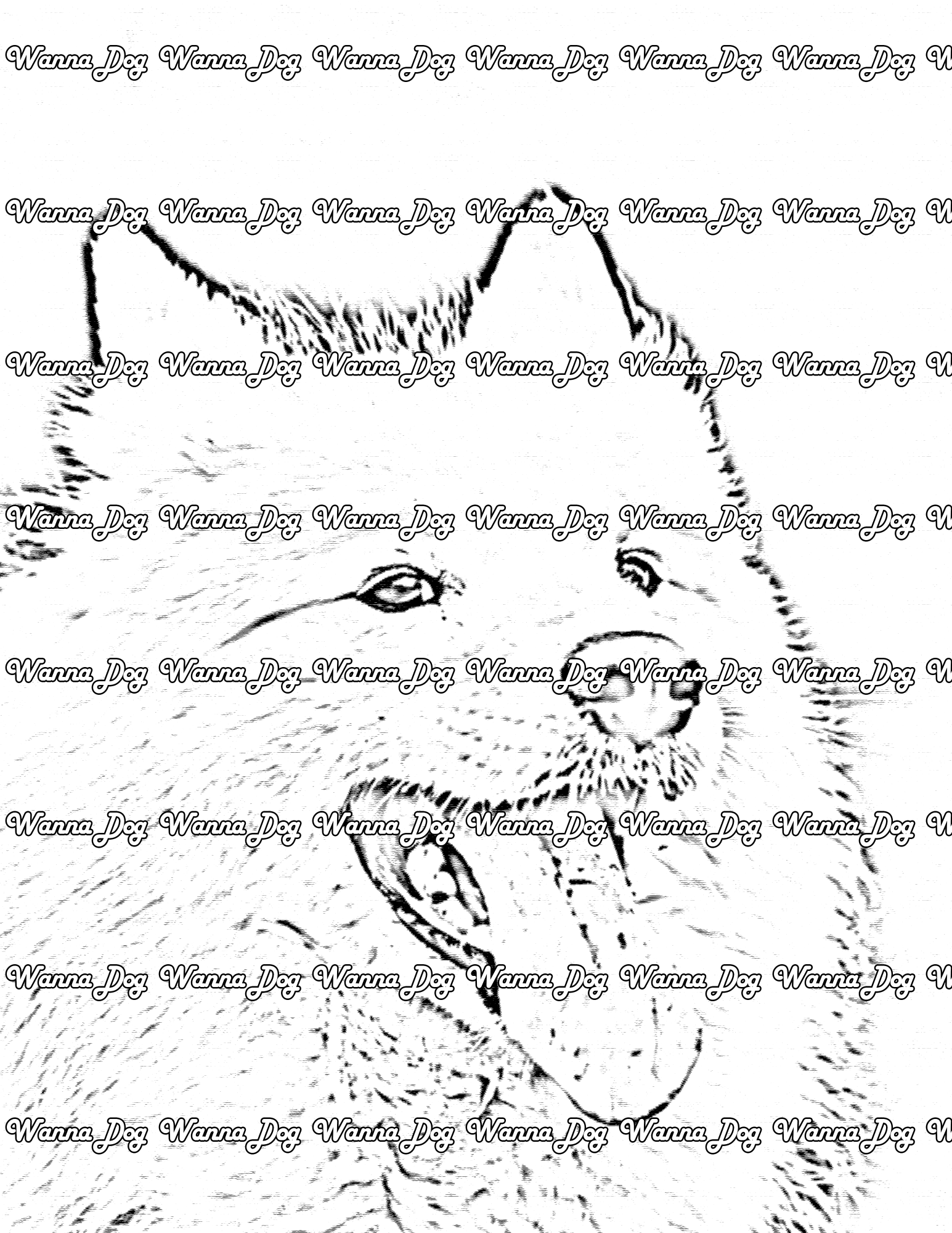 Samoyed Coloring Page of a Samoyed close up with their tongue out