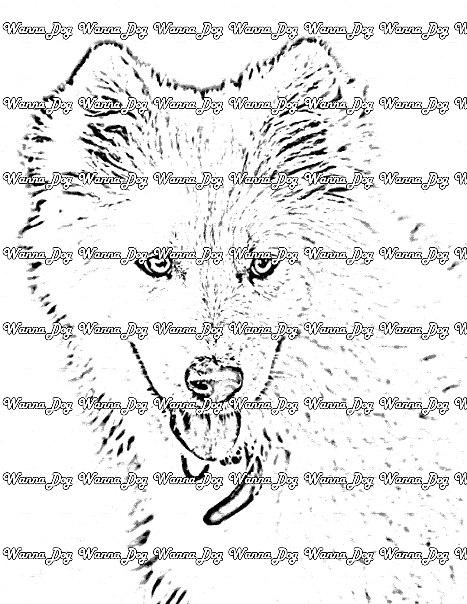 Samoyed Coloring Page of a Samoyed close up with their tongue out