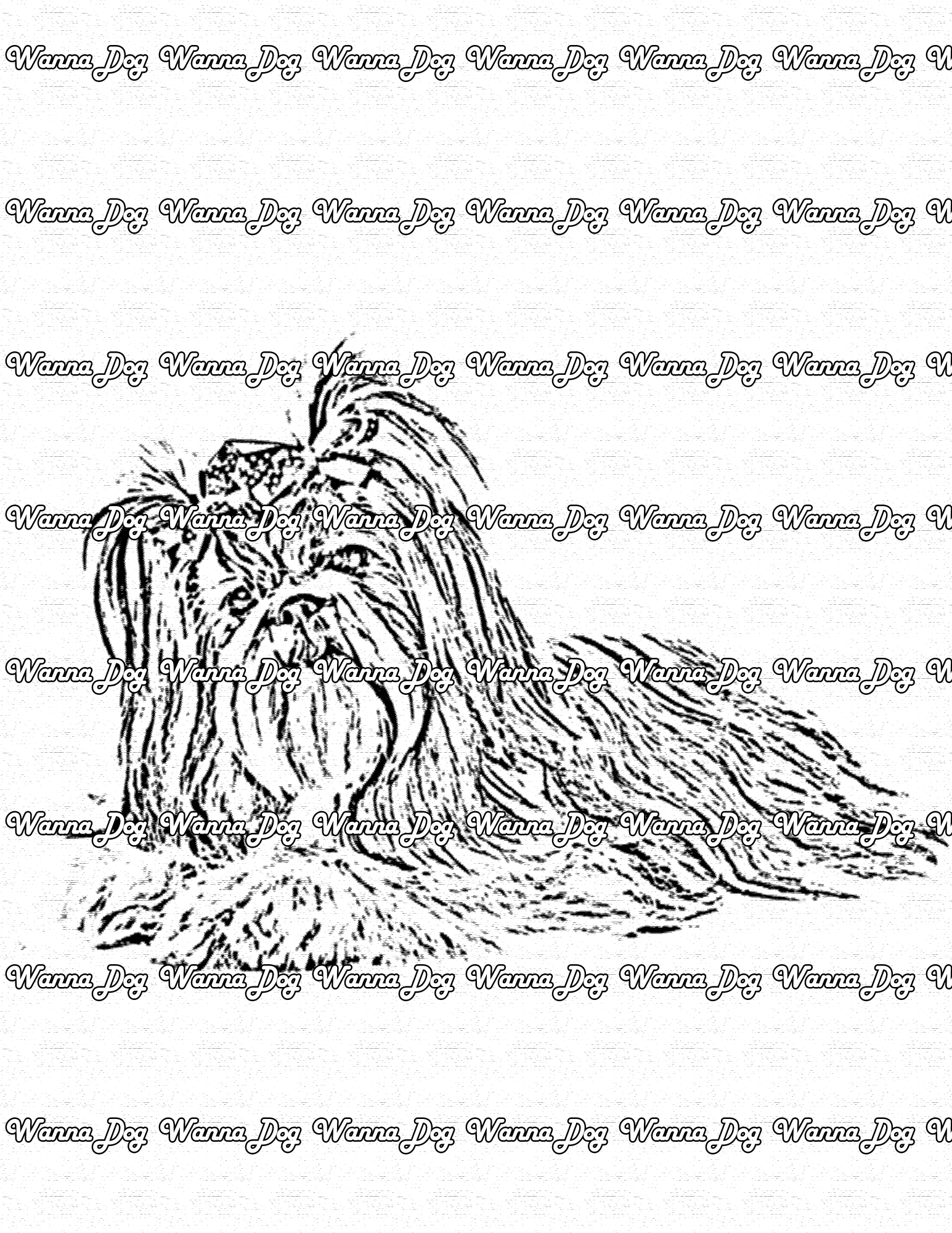 Shih Tzu Coloring Page of a Shih Tzu sitting and posing for the camera