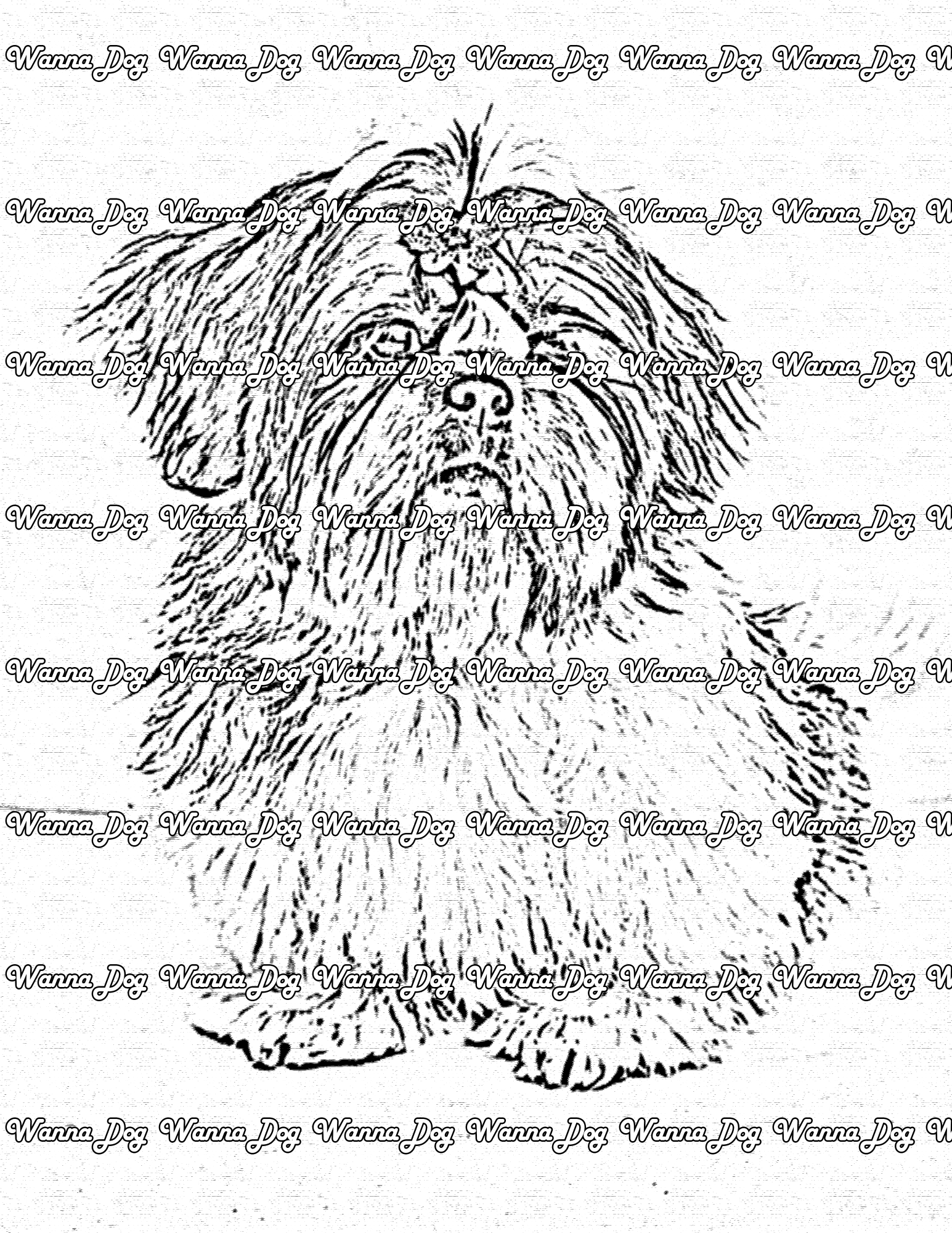 Shih Tzu Coloring Page of a Shih Tzu looking up at the camera