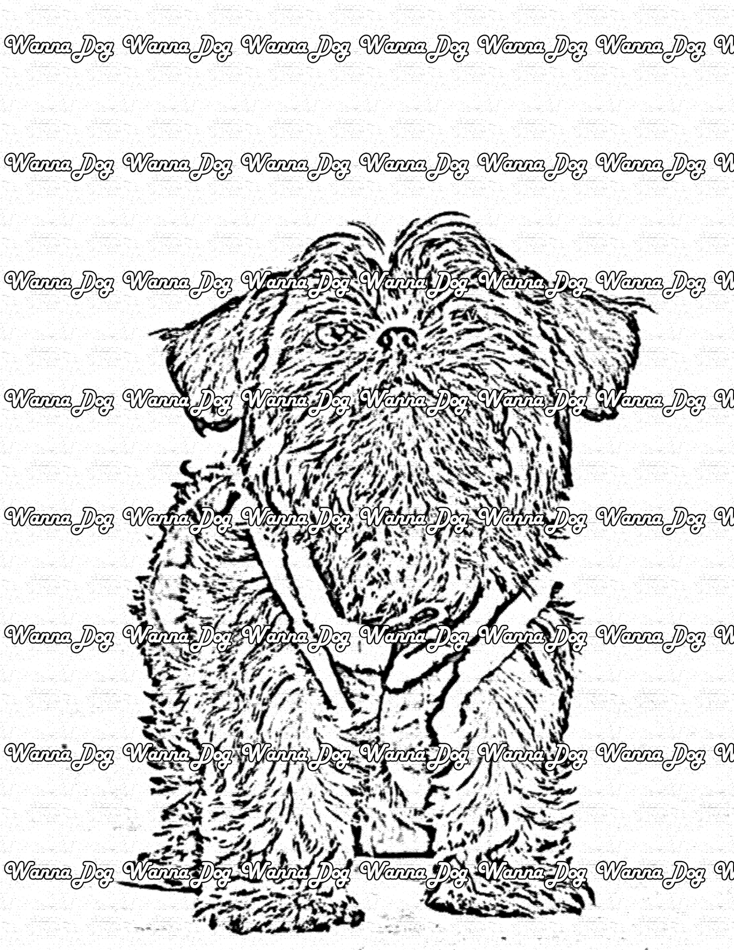 Shih Tzu Coloring Page of a Shih Tzu posing for the camera in a sweater