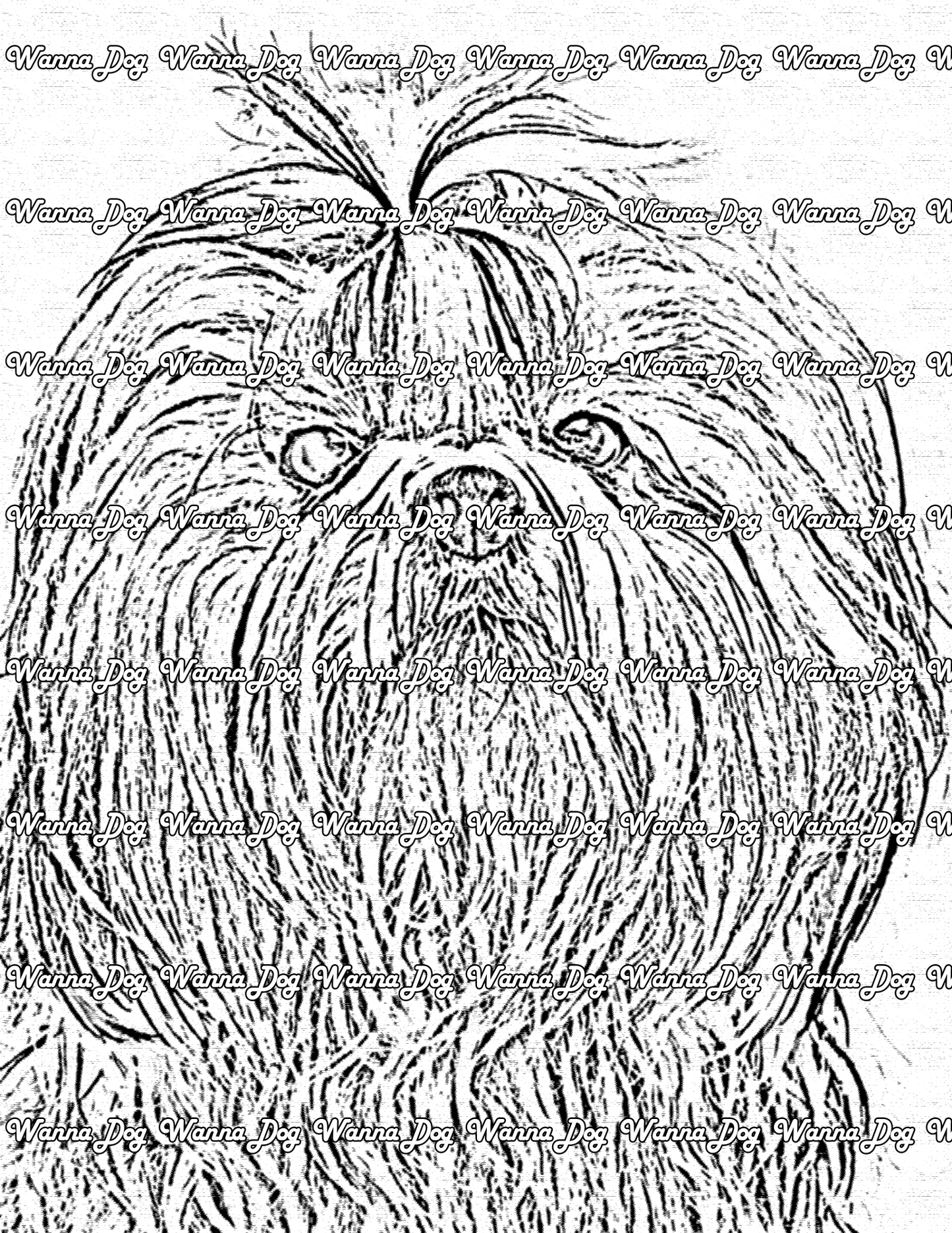 Shih Tzu Coloring Page of a Shih Tzu close up looking into the camera