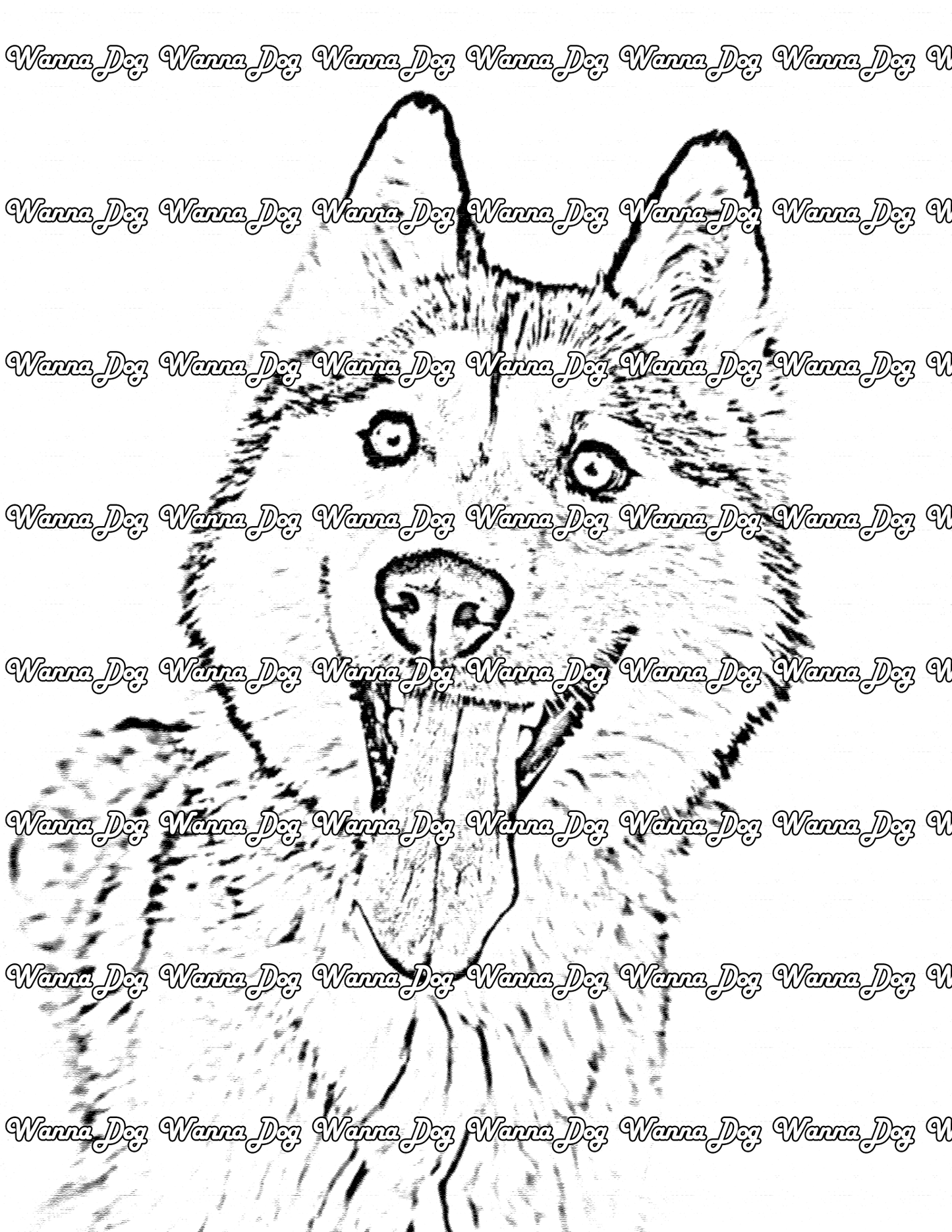 Siberian Husky Coloring Page of a Siberian Husky smiling with their tongue out
