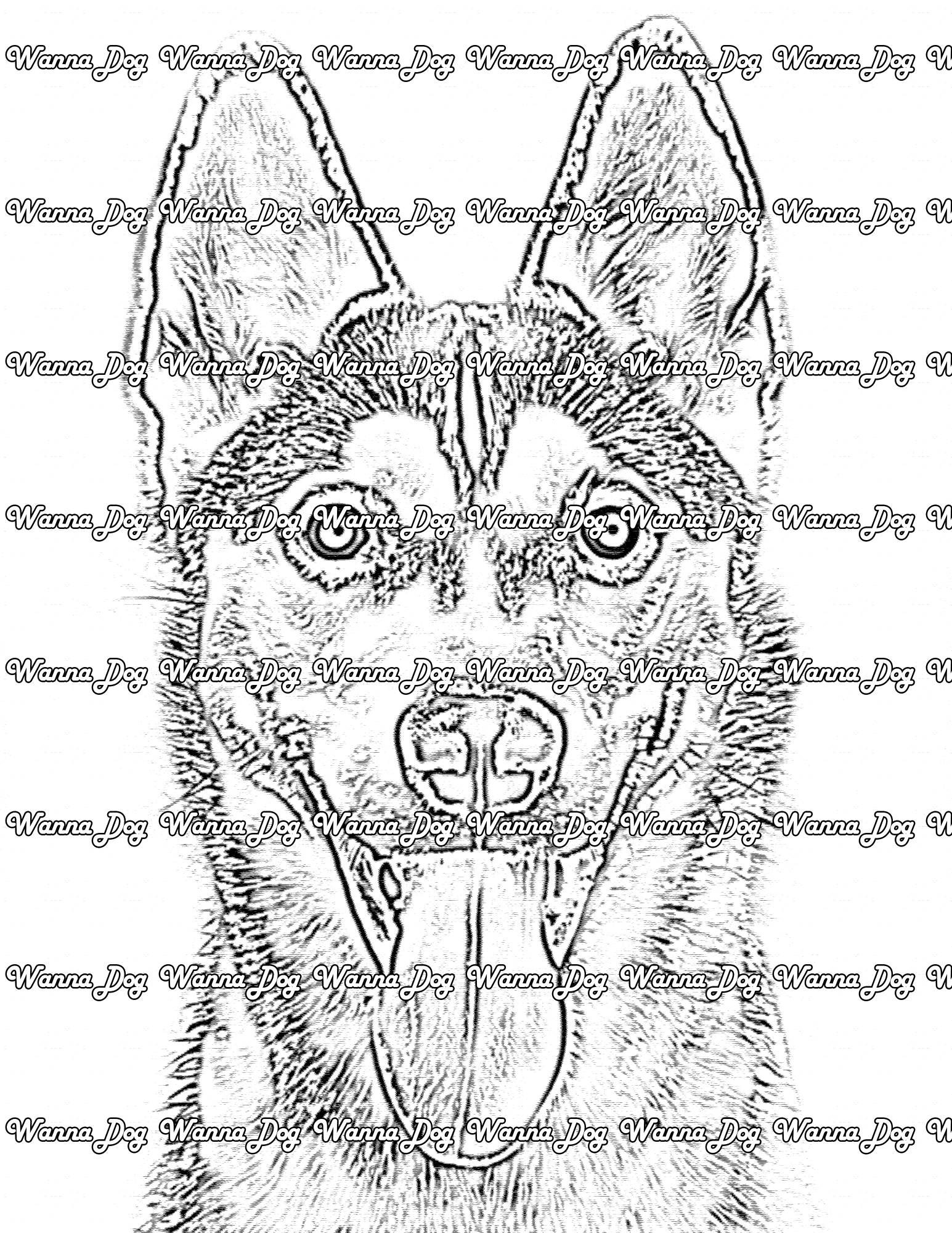 Siberian Husky Coloring Page of a Siberian Husky close up with their tongue out