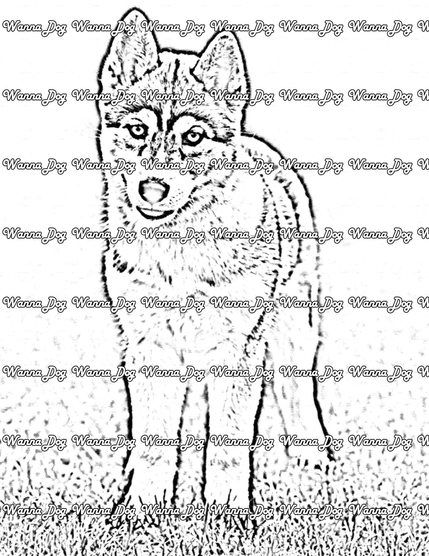 Siberian Husky Coloring Page of a Siberian Husky standing in grass
