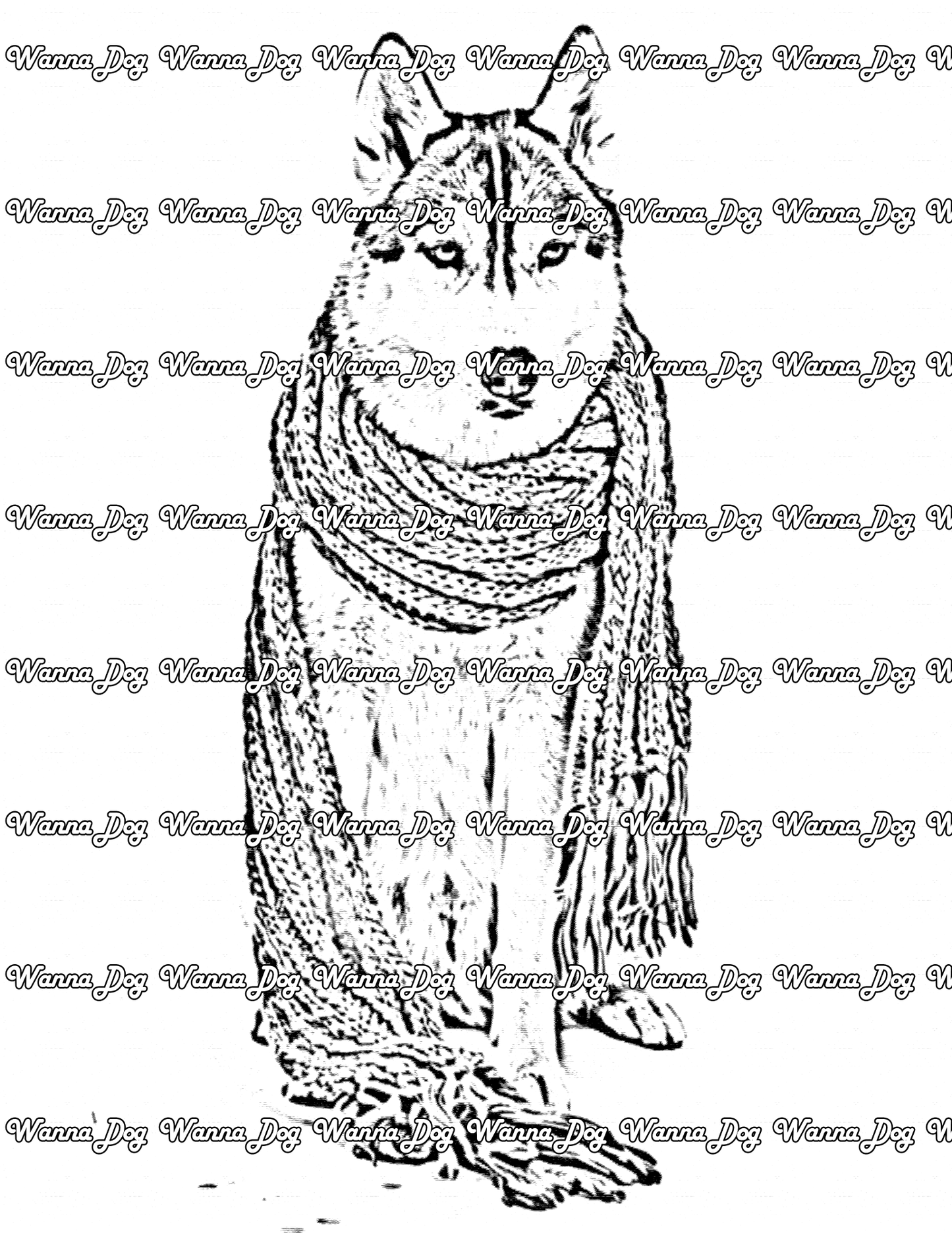 Siberian Husky Coloring Page of a Siberian Husky wearing a scarf