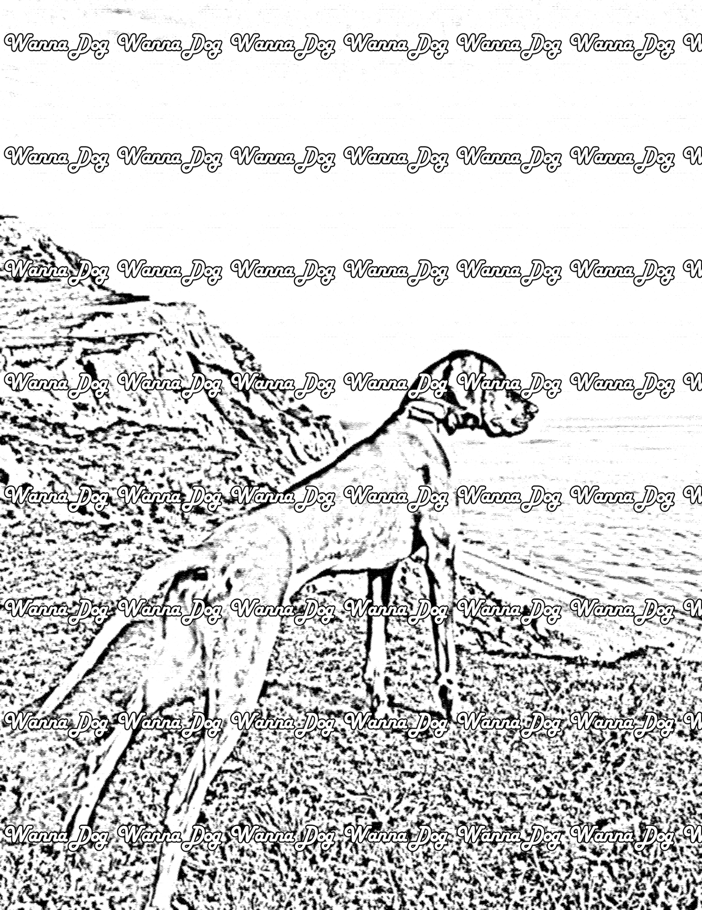 Vizsla Coloring Page of a Vizsla looking out at the water