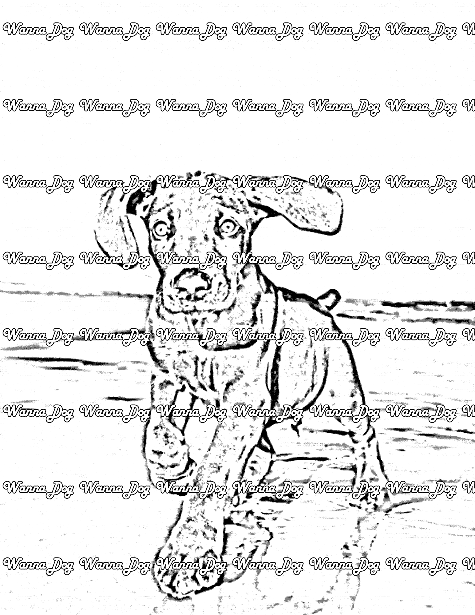Weimaraner Coloring Page of a Weimaraner running on the beach
