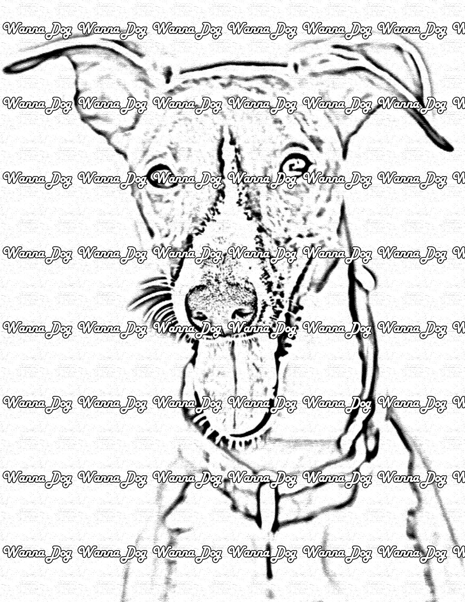 Whippet Coloring Page of a Whippet outside with their tongue out