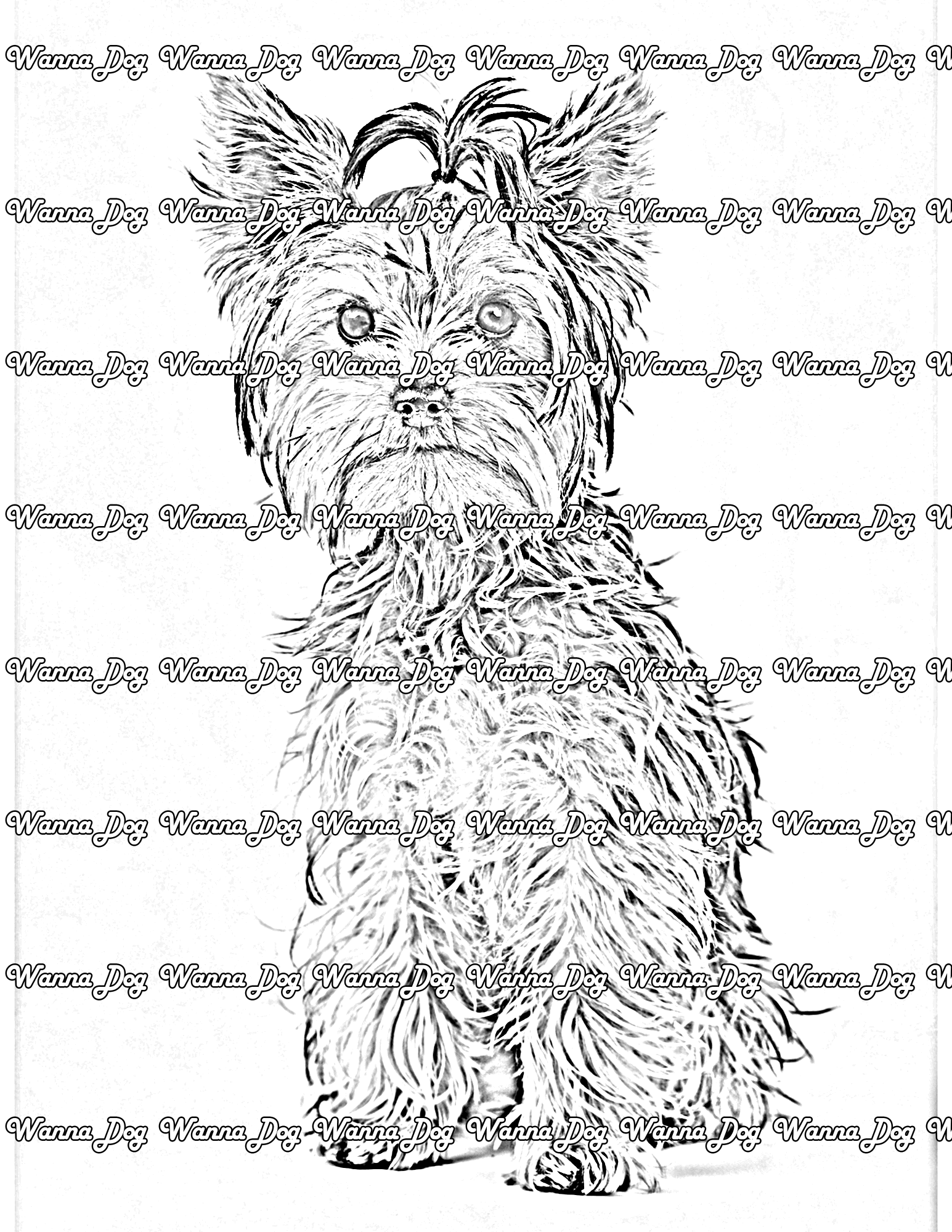 Yorkshire Terrier Coloring Pages of a Yorkshire Terrier posing